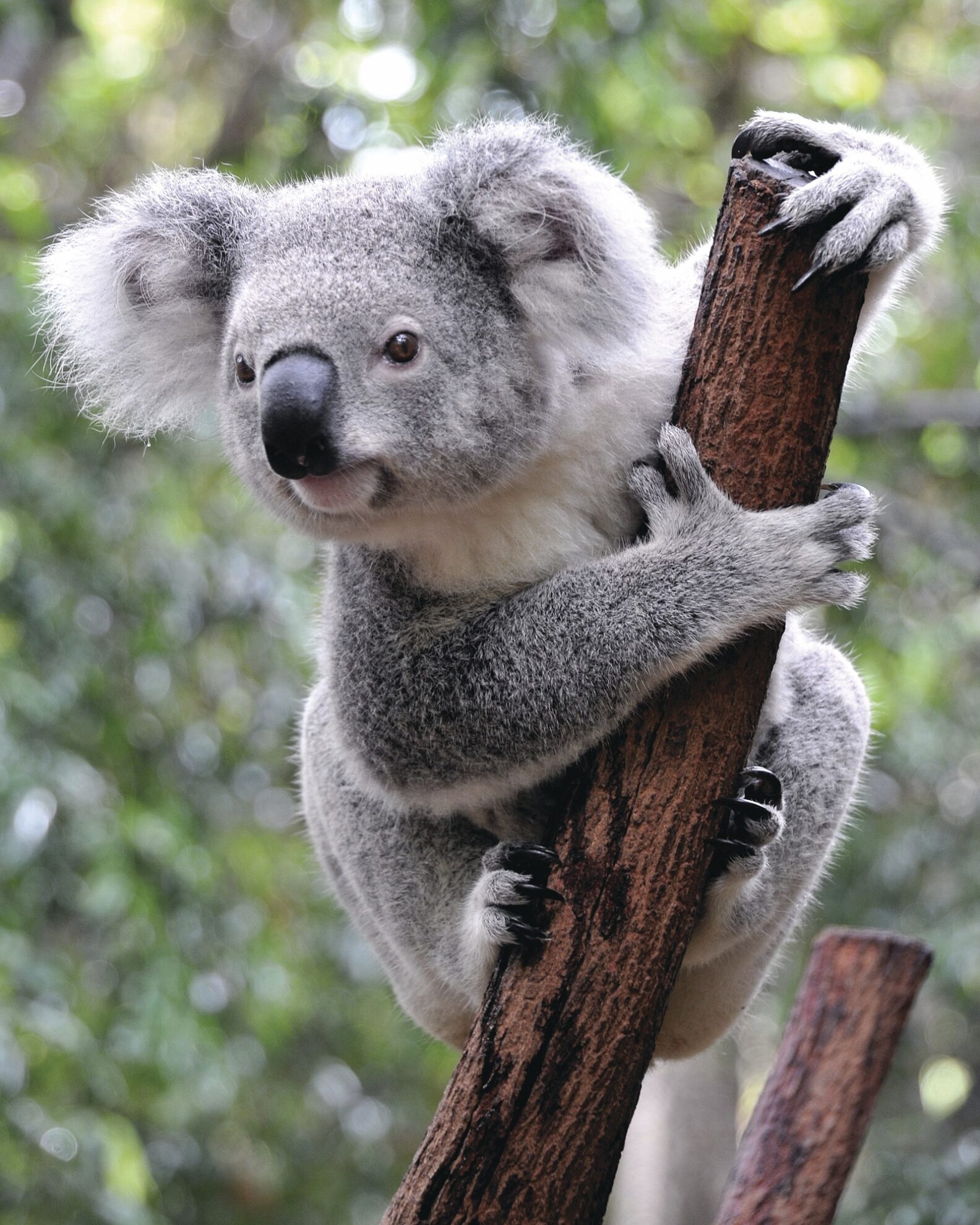 Newcastle, Koala Sanctuary