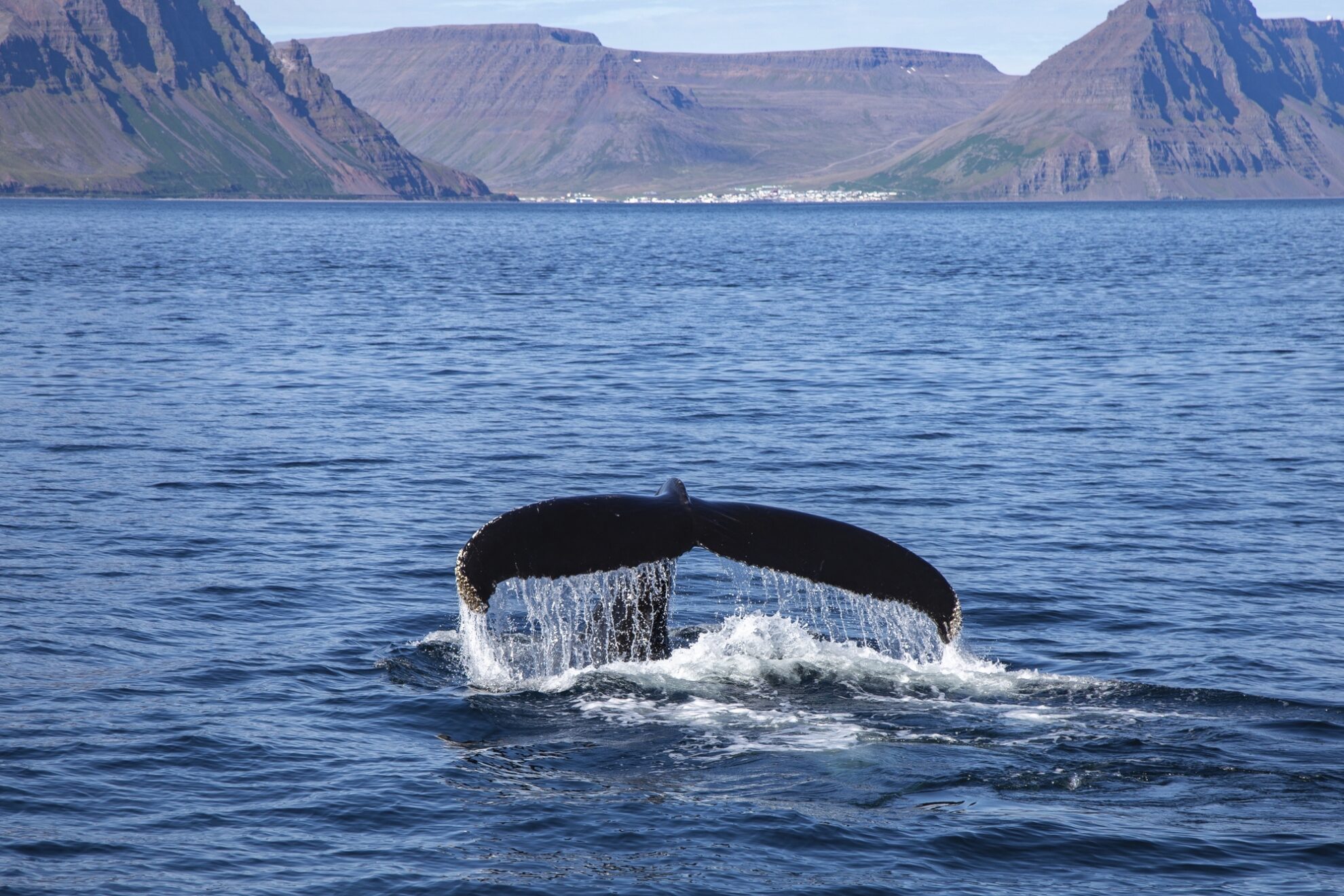 Wale in Isafjordur