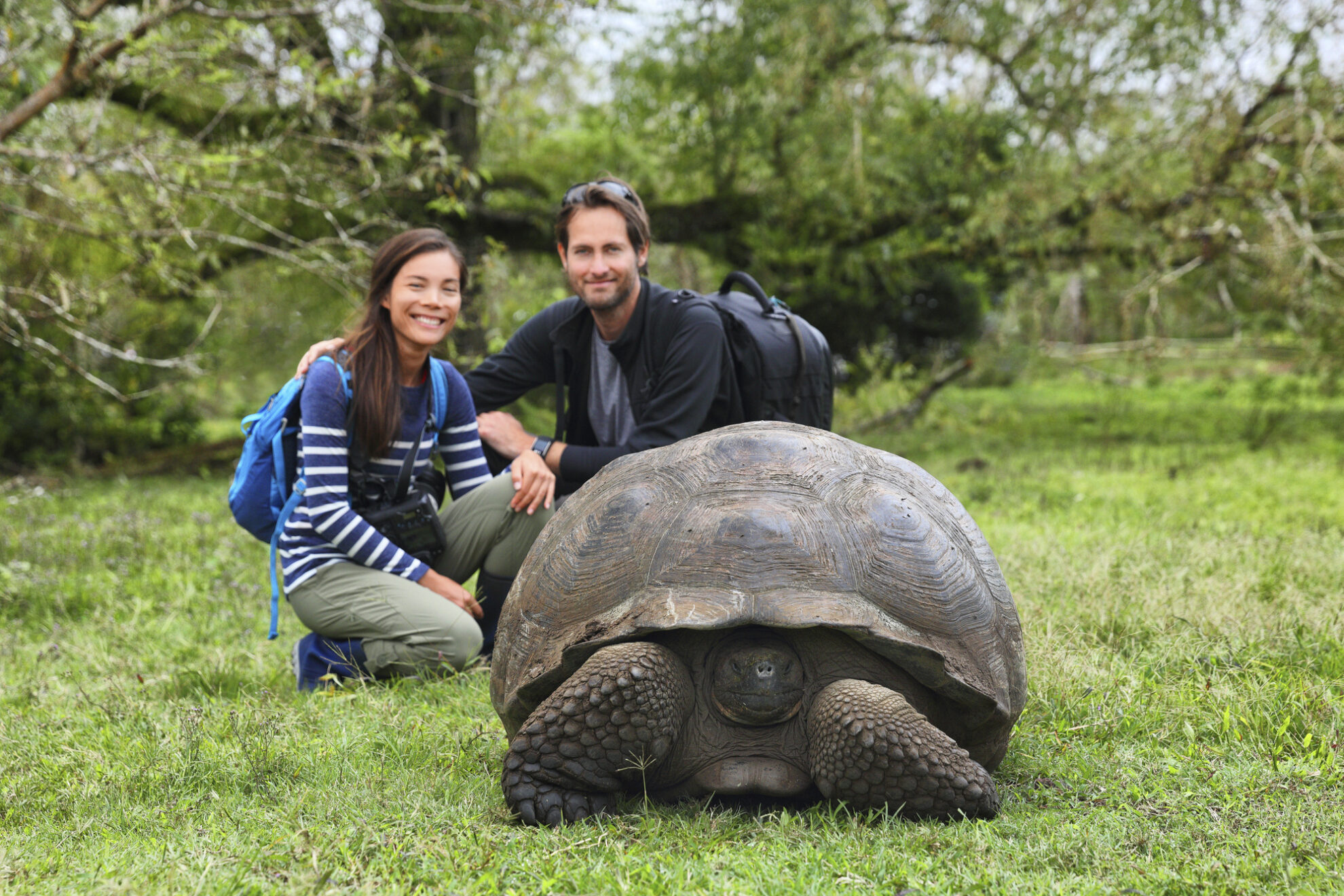 Riesenschildkröte, Insel Santa Cruz, Galapagos