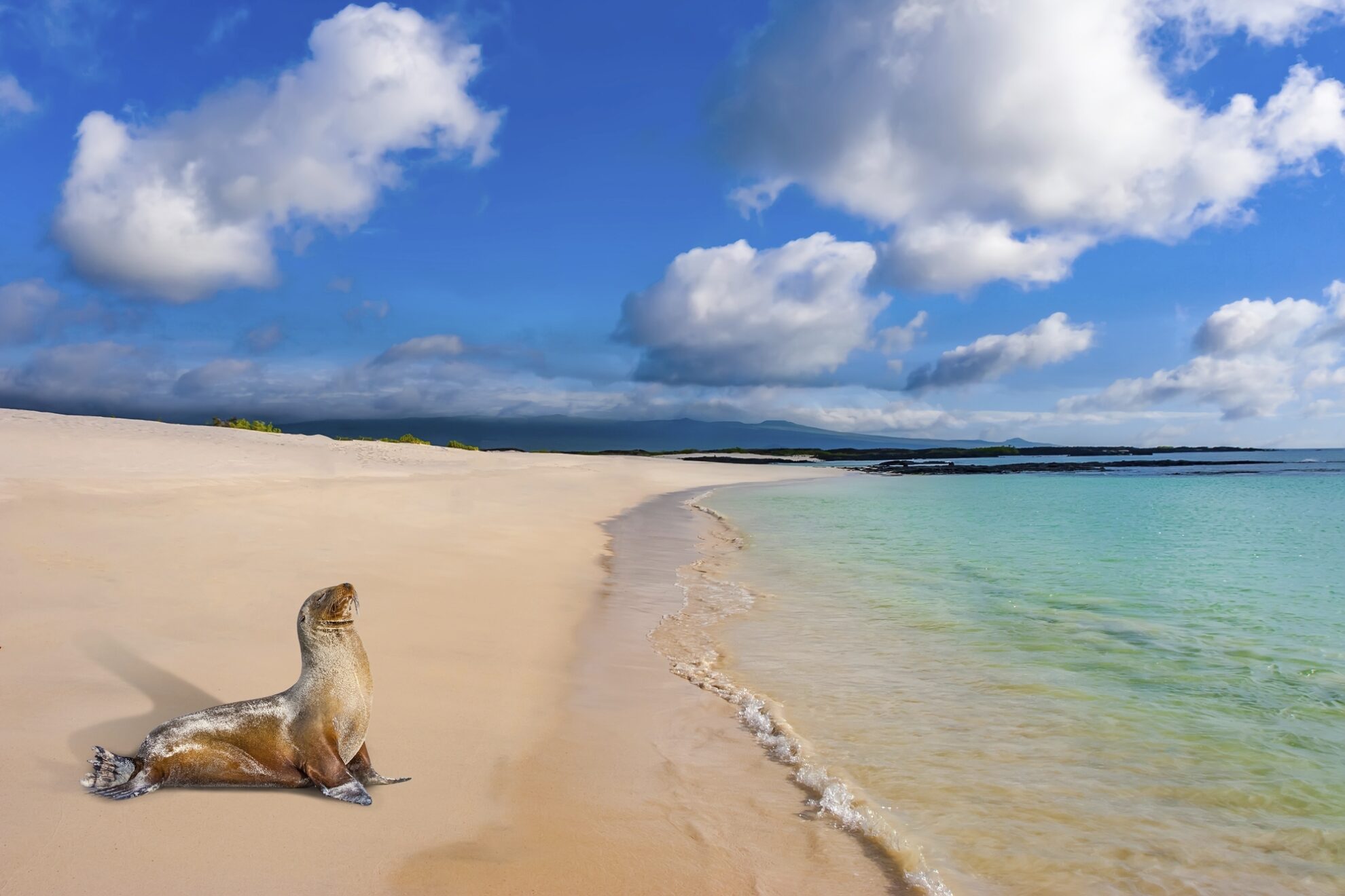 Seelöwe am Strand, Galapagos