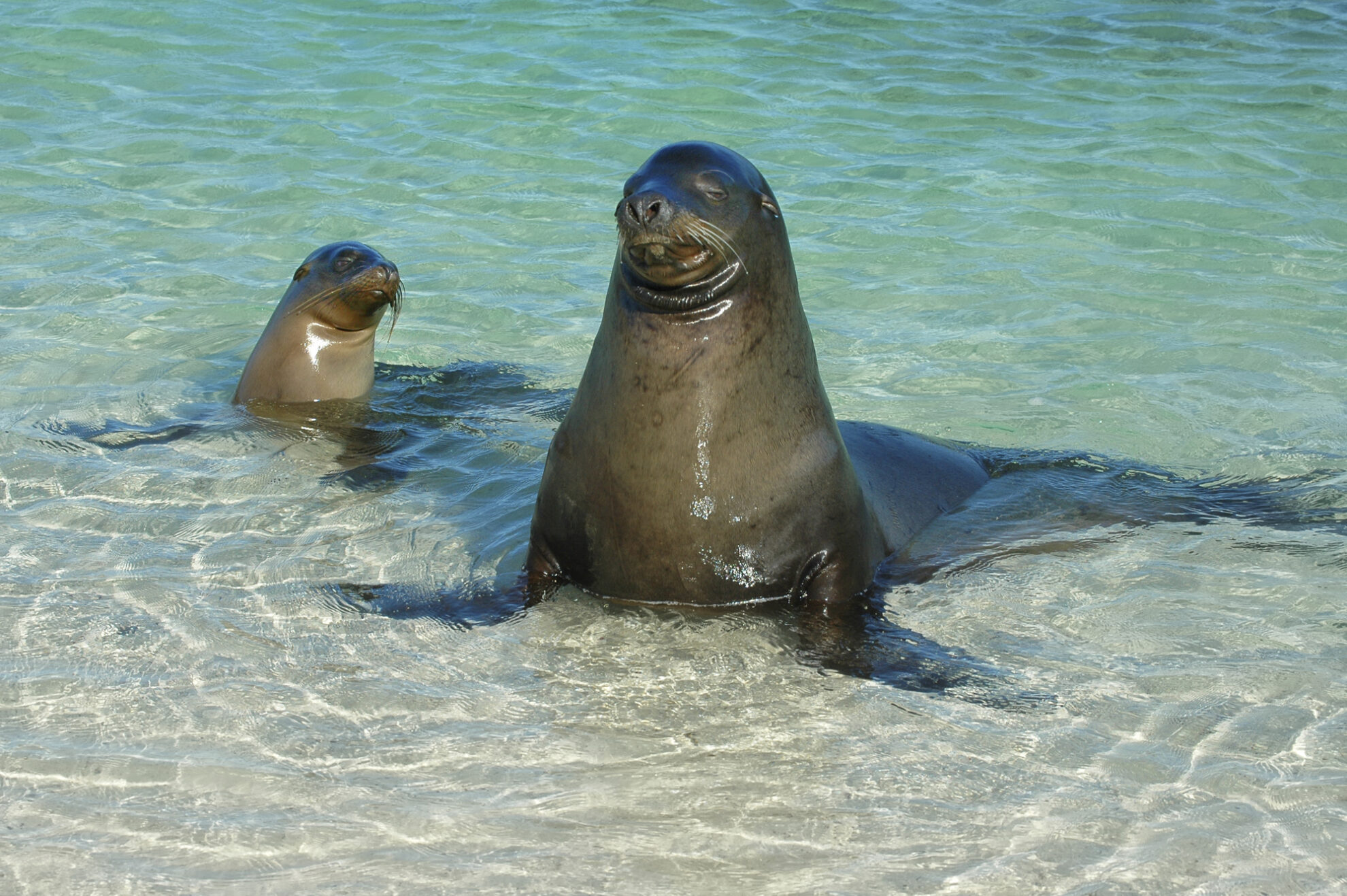Seelöwen, Insel Genovesa, Galapagos
