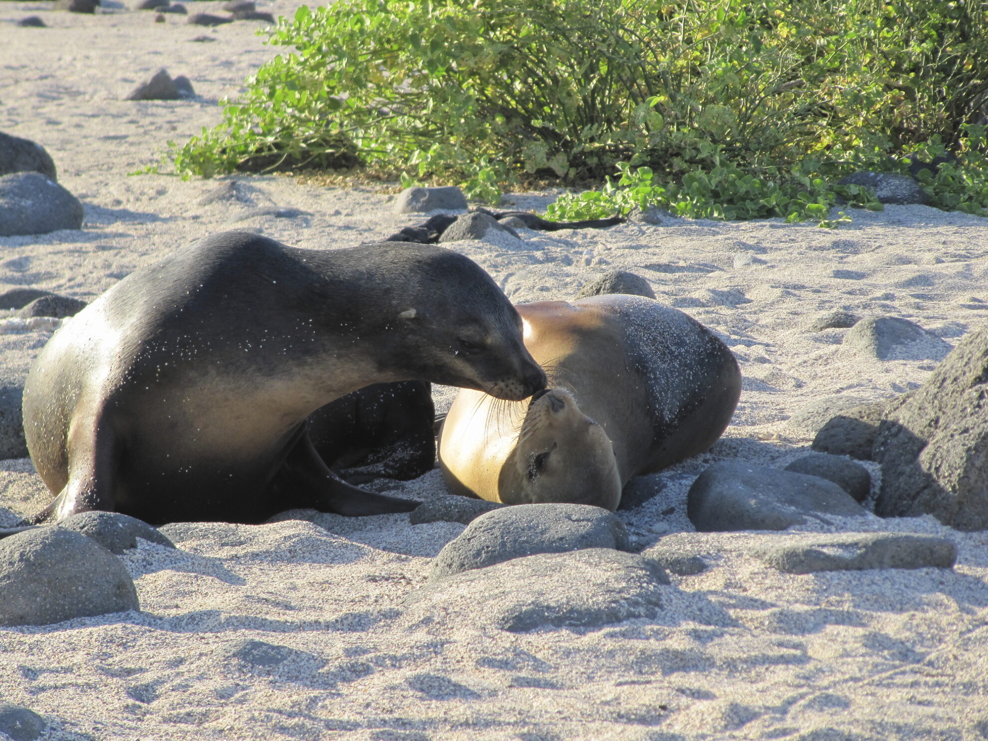 Tierleben auf den Galapagos Inseln