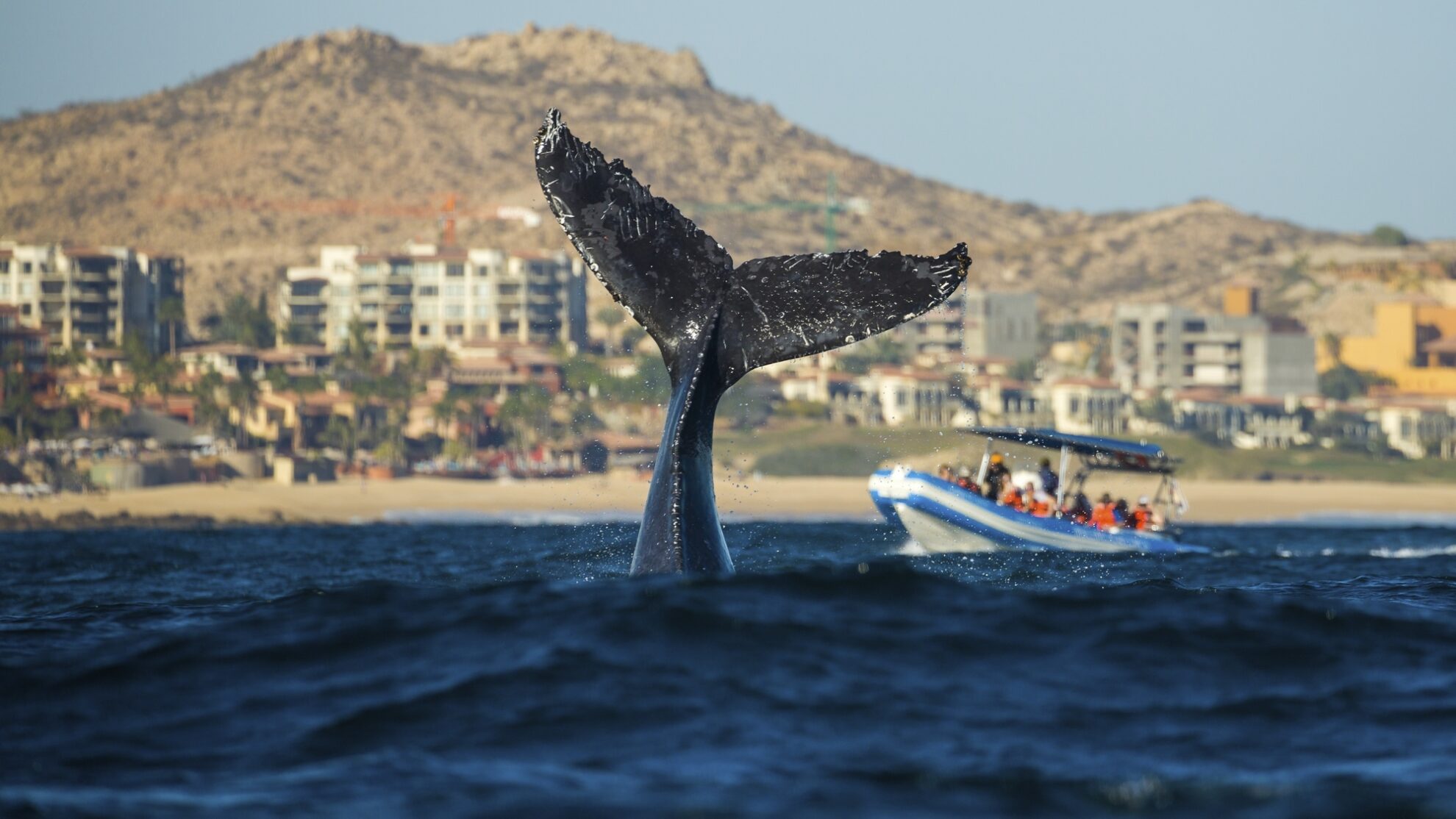 Whale Watching, Cabo San Lucas