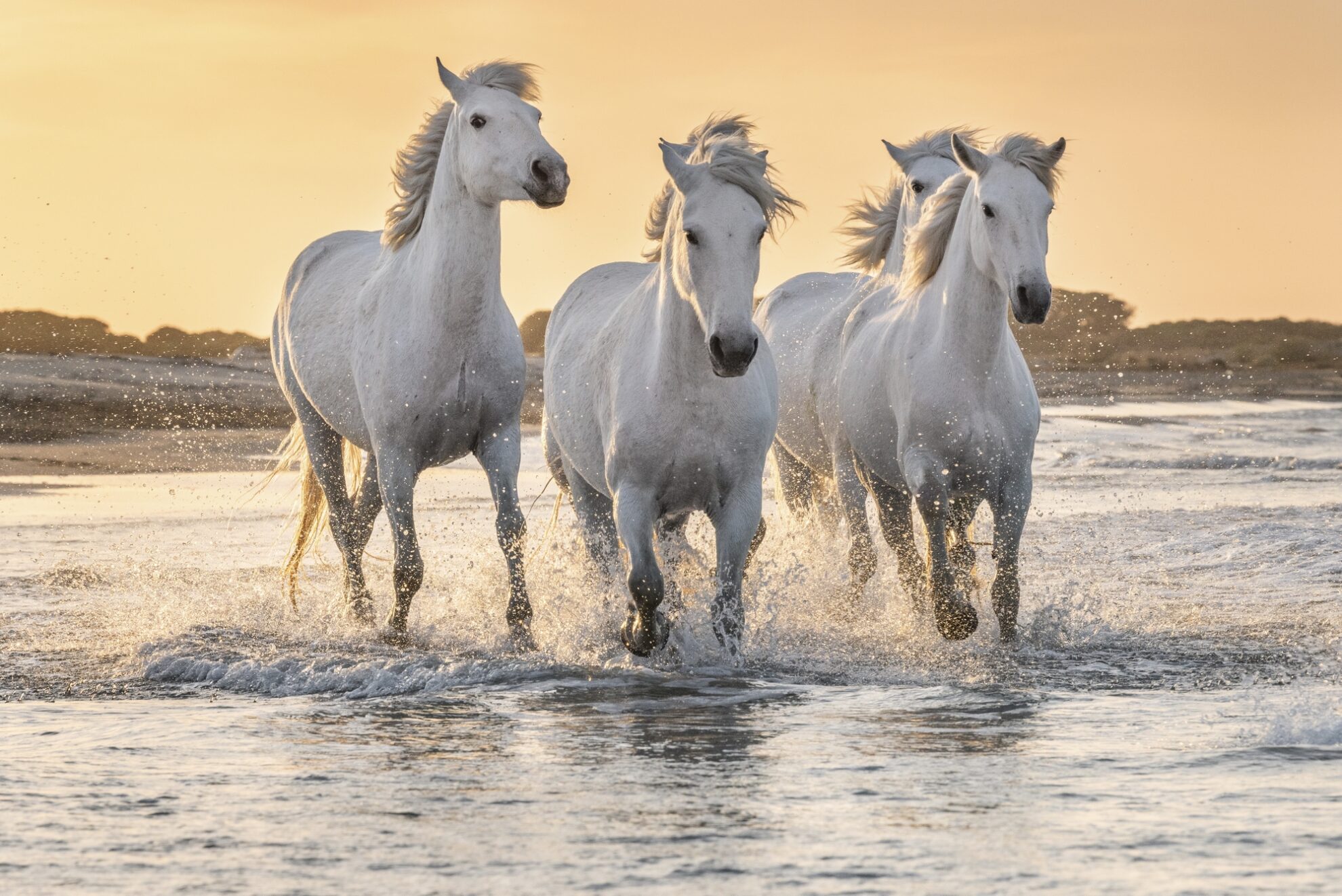 Wildpferde in der Camargue