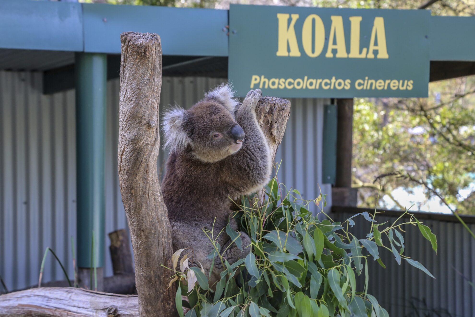 Koala Bär