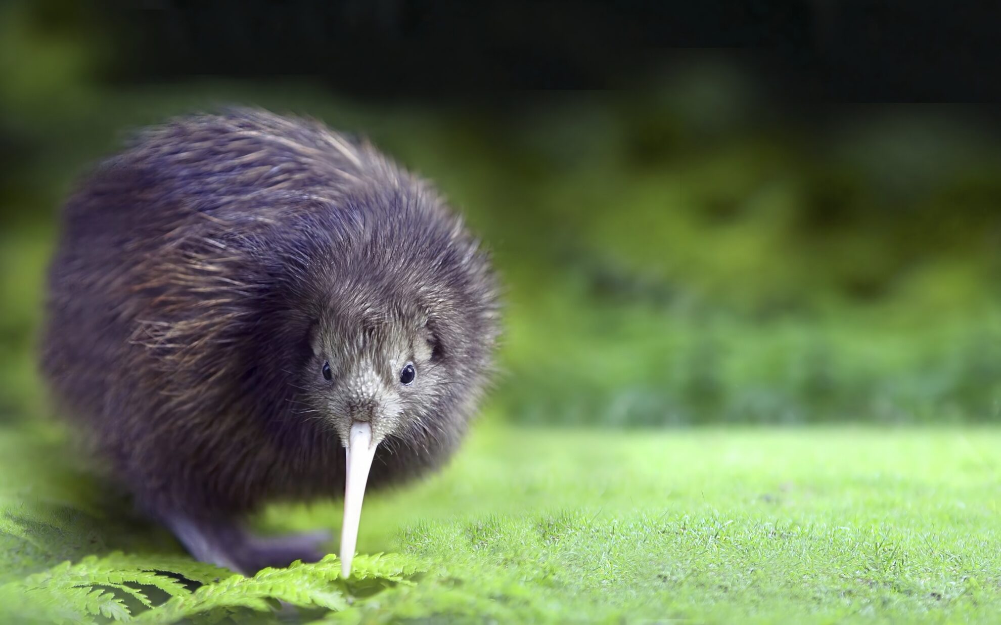 Kiwi