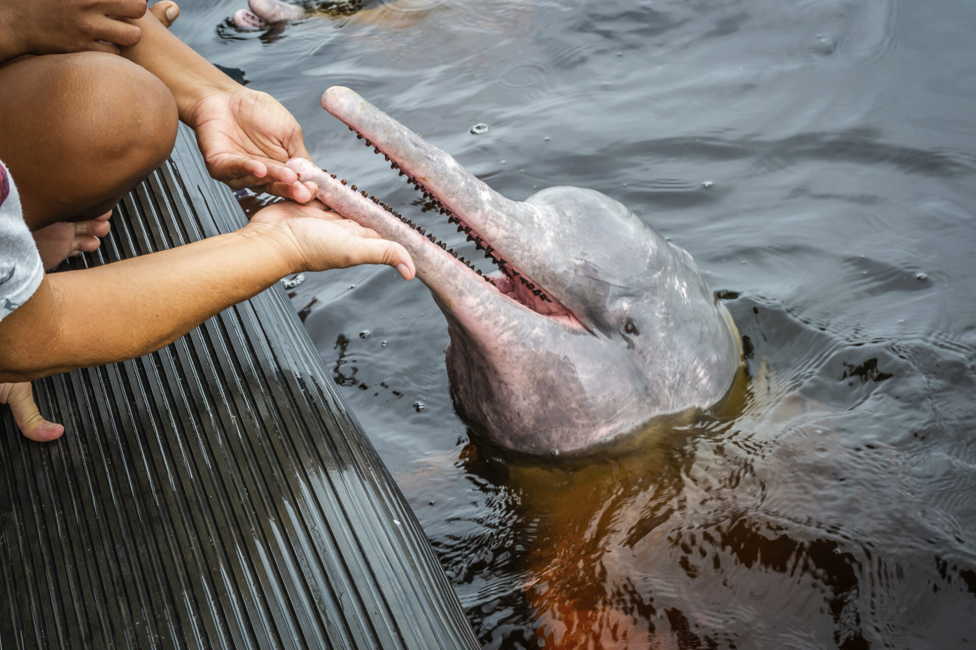 Amazonasdelfin, Brasilien