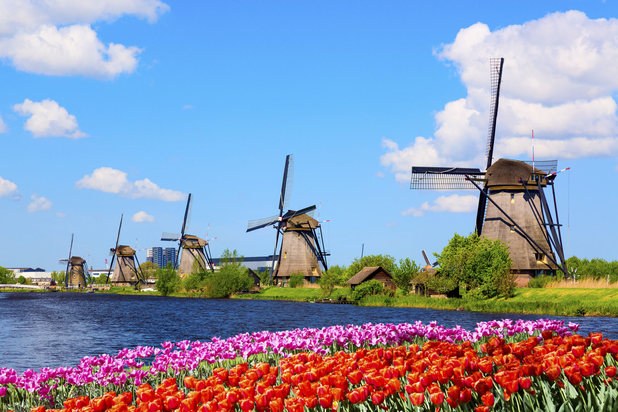 Windmühlen mit Tulpen