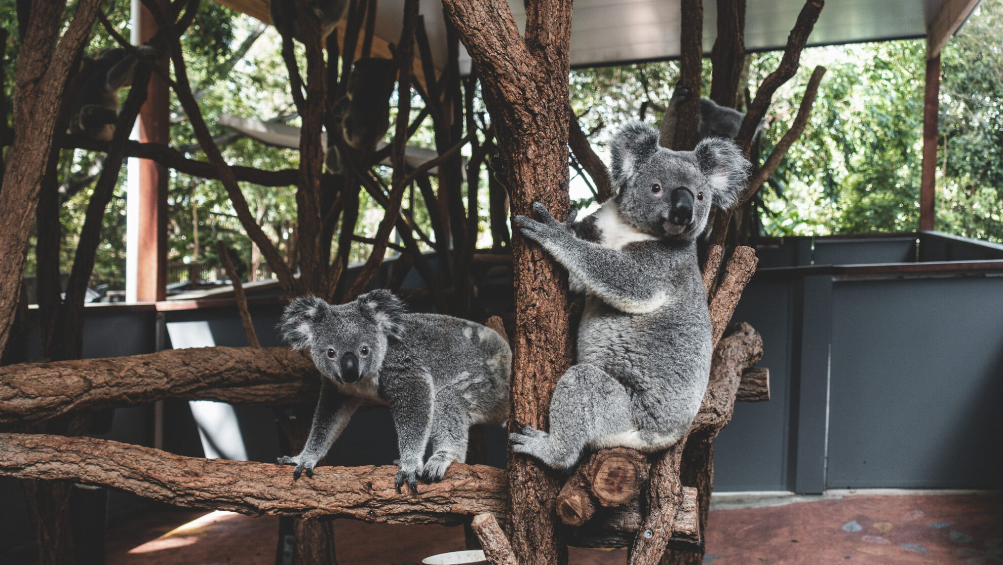 Lone Pine Koala-Schutzgebiet