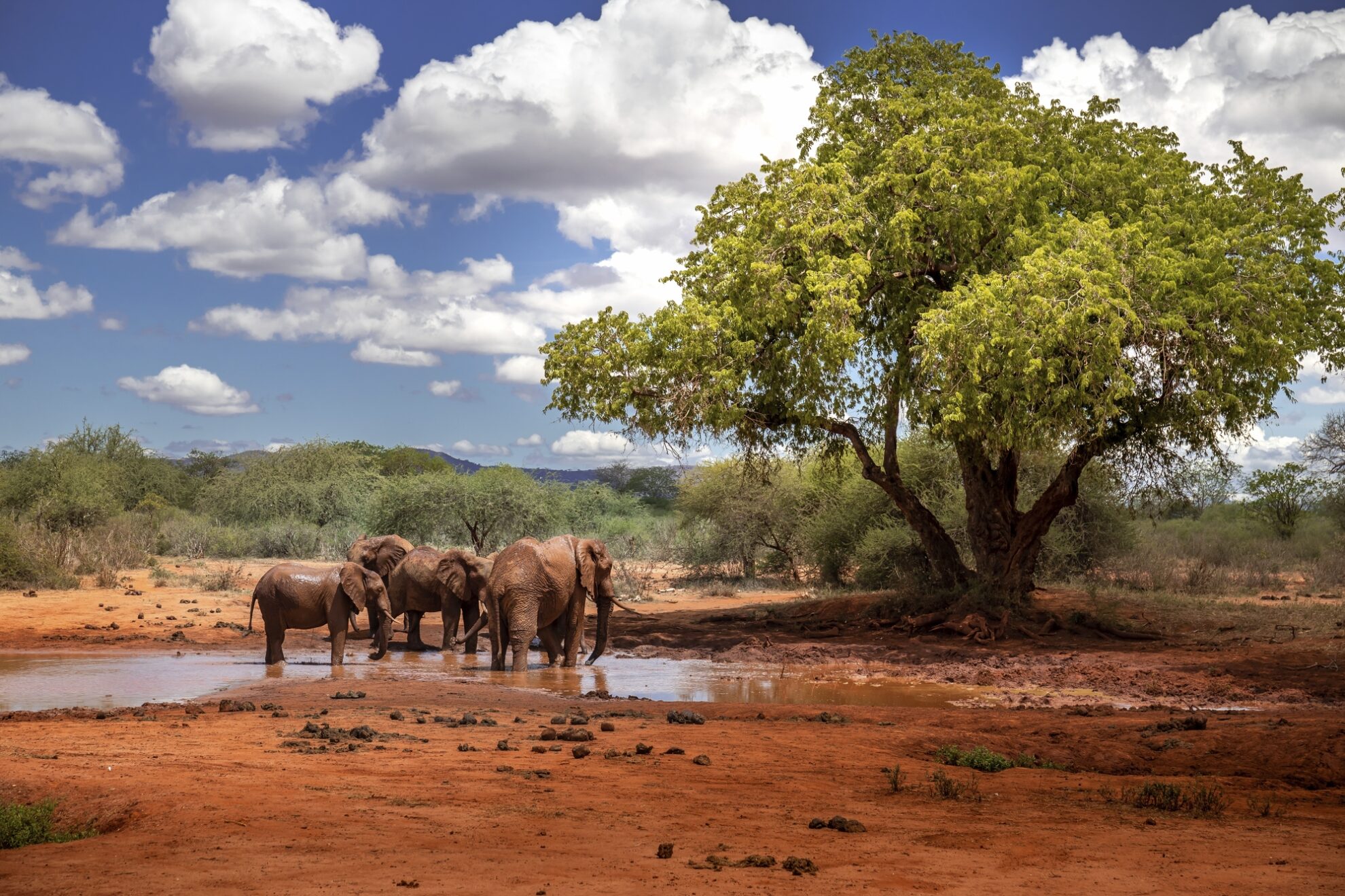 Safari, Tsavo Nationalpark