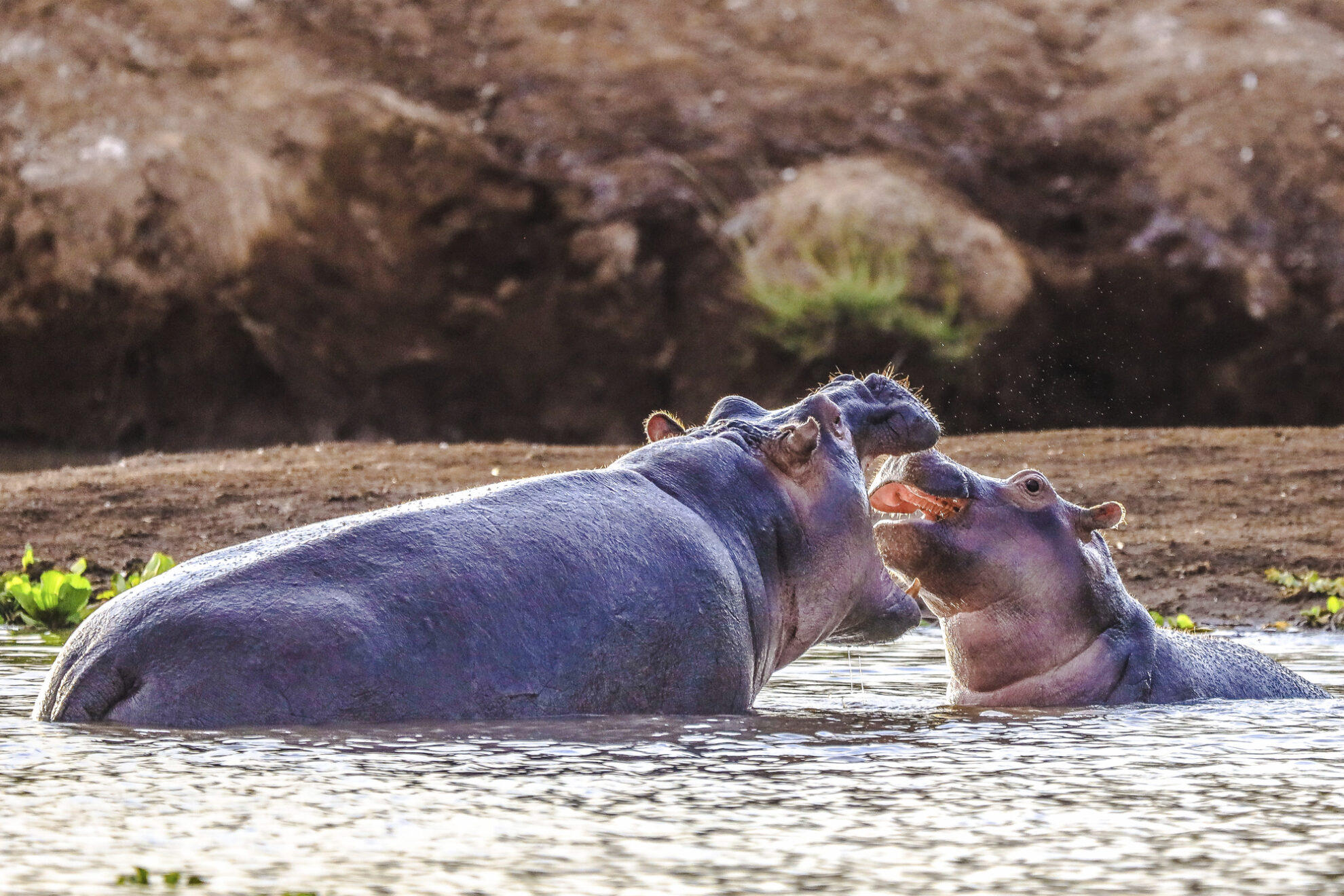 Safari, Tsavo Nationalpark