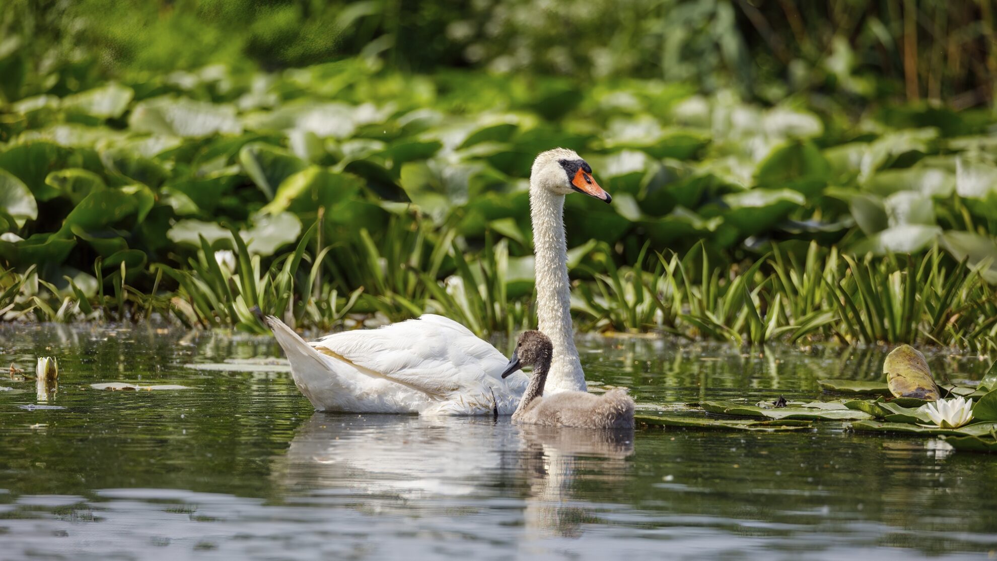 Donaudelta
