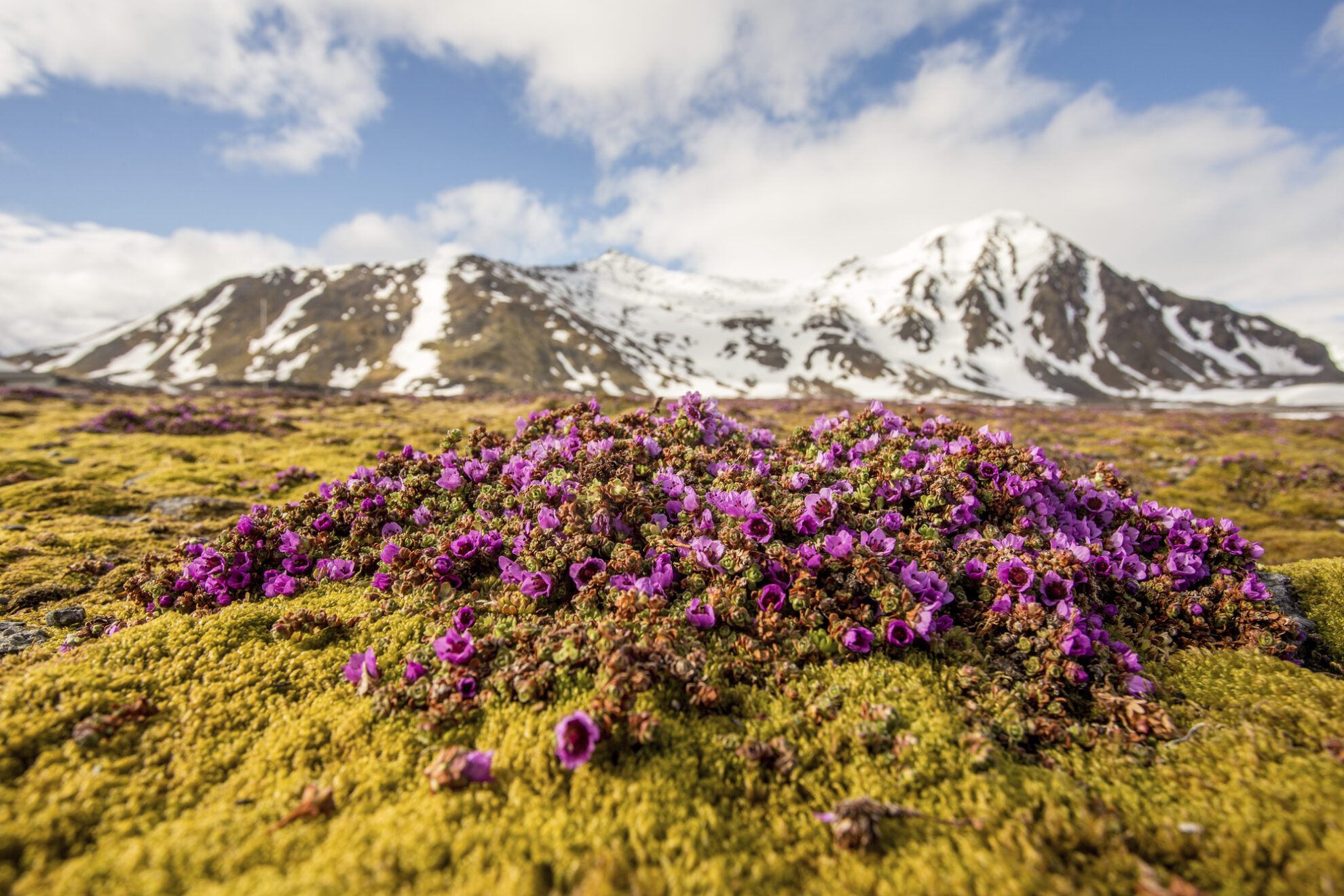 Natur auf Spitzbergen