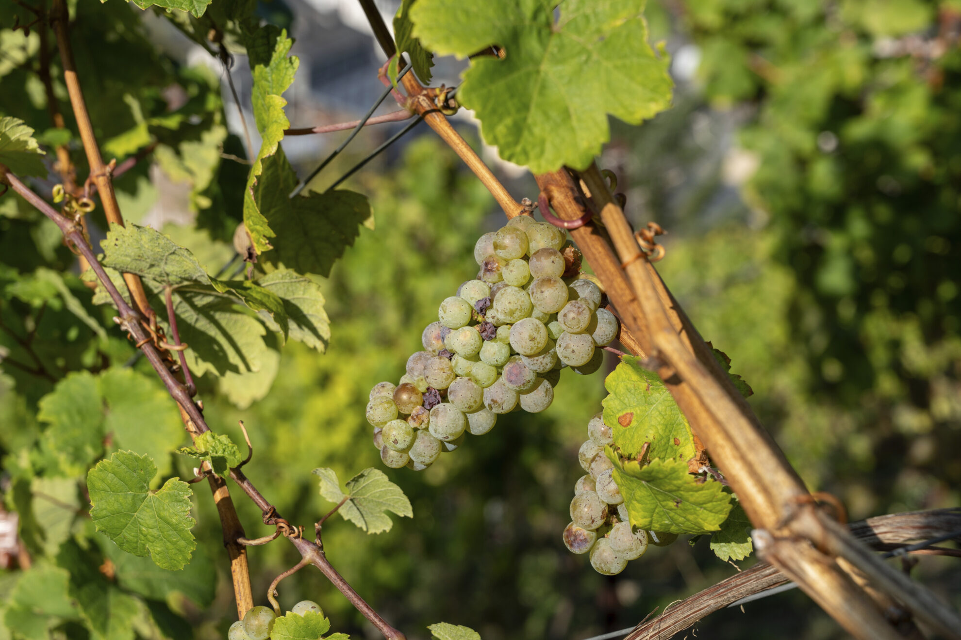 Traben Trarbach, Weinberge