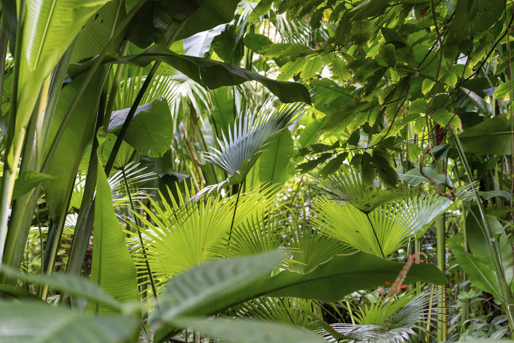Soufrière, Ausflug Plantagen
