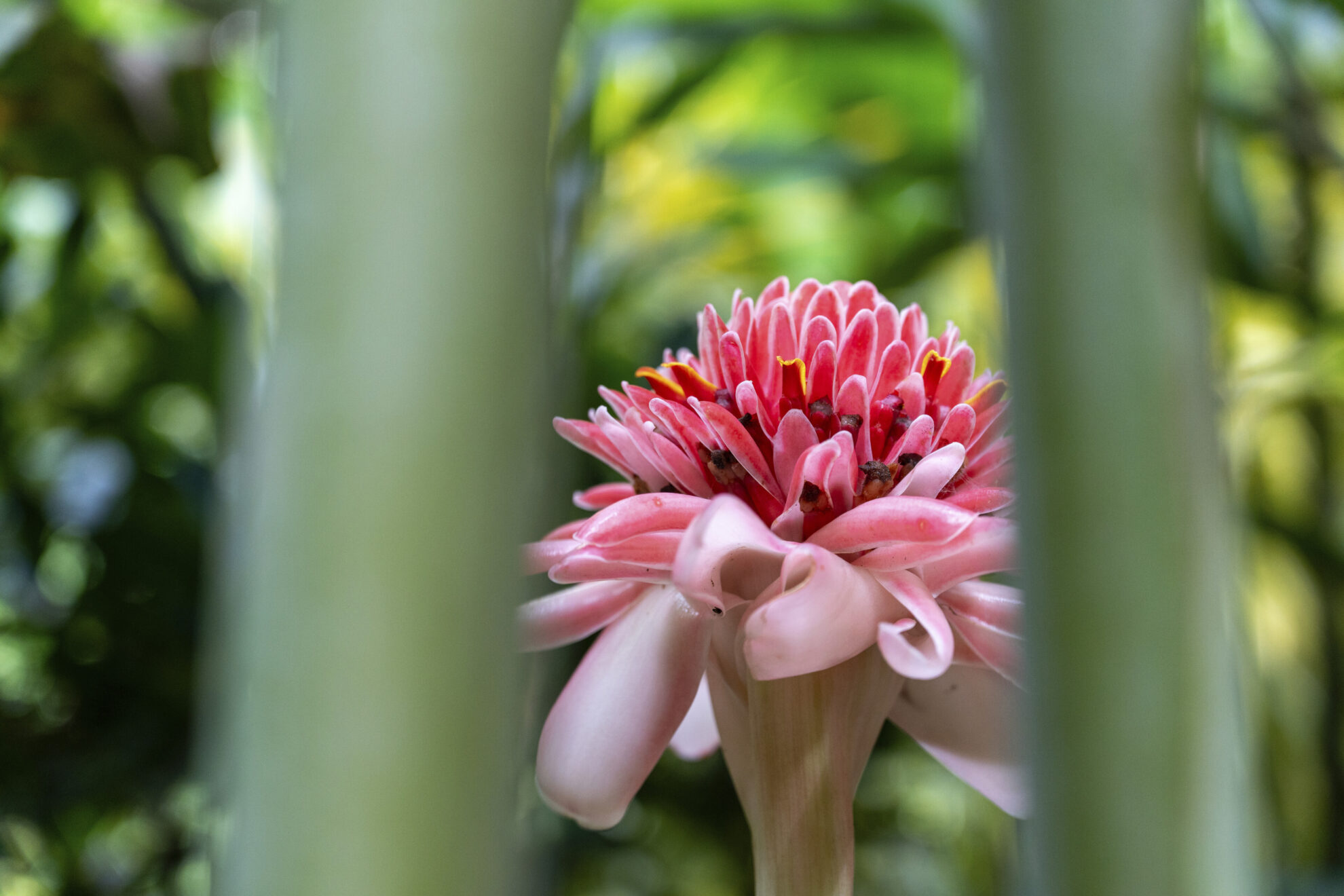 Soufrière, Ausflug Plantagen