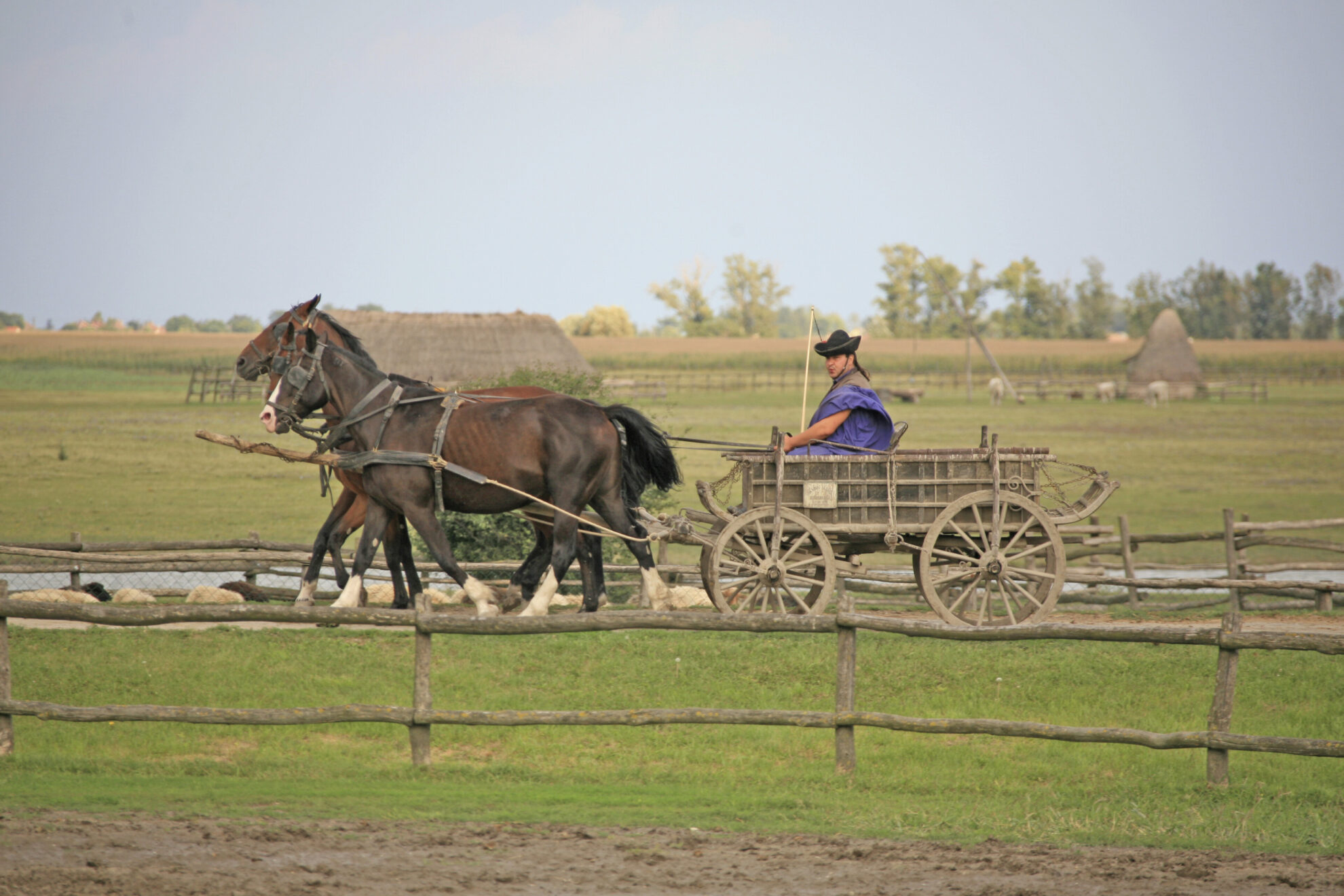 Reitvorführung in Kalocsa, Ungarn