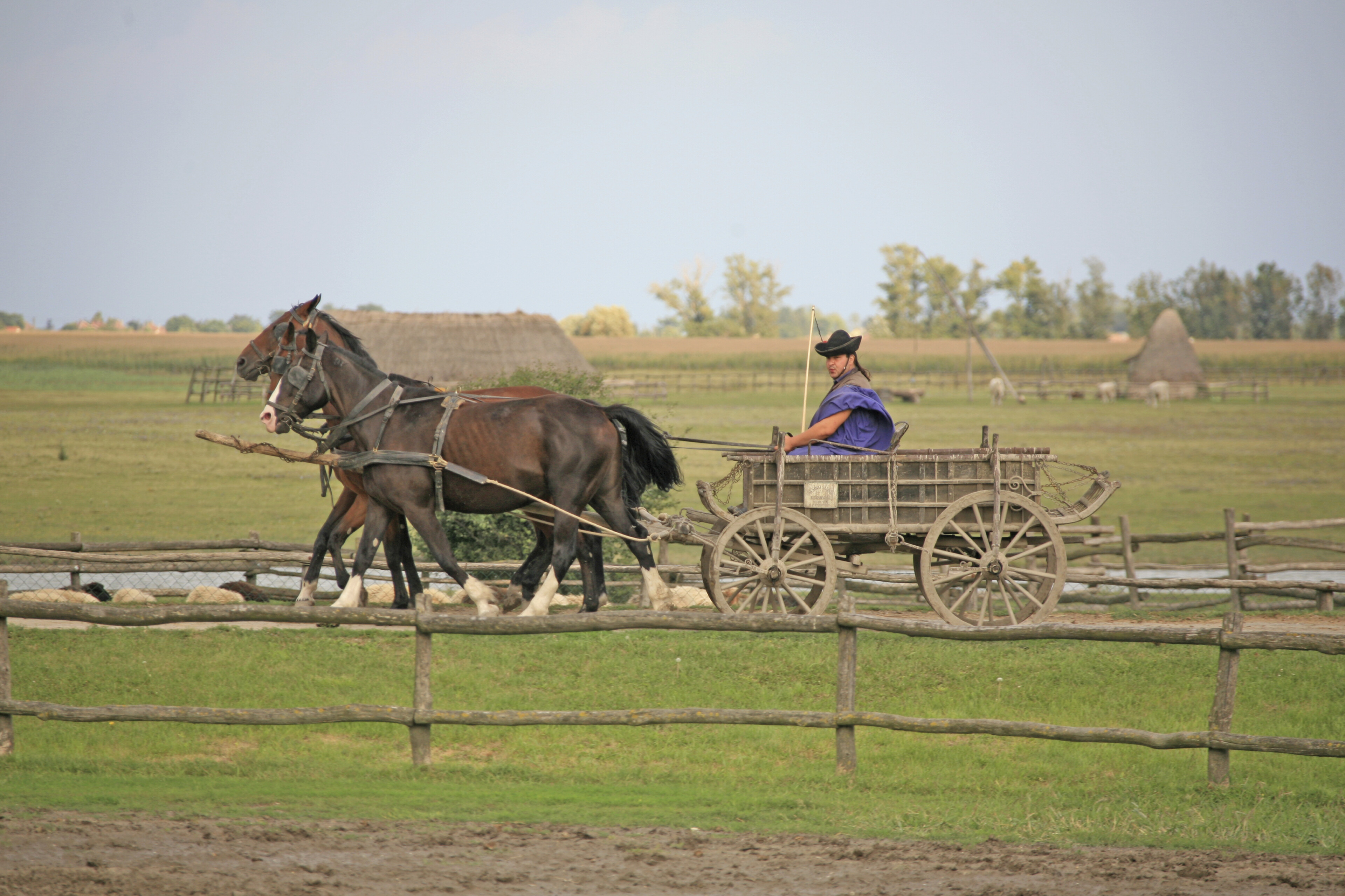 Reitvorführung in Kalocsa, Ungarn