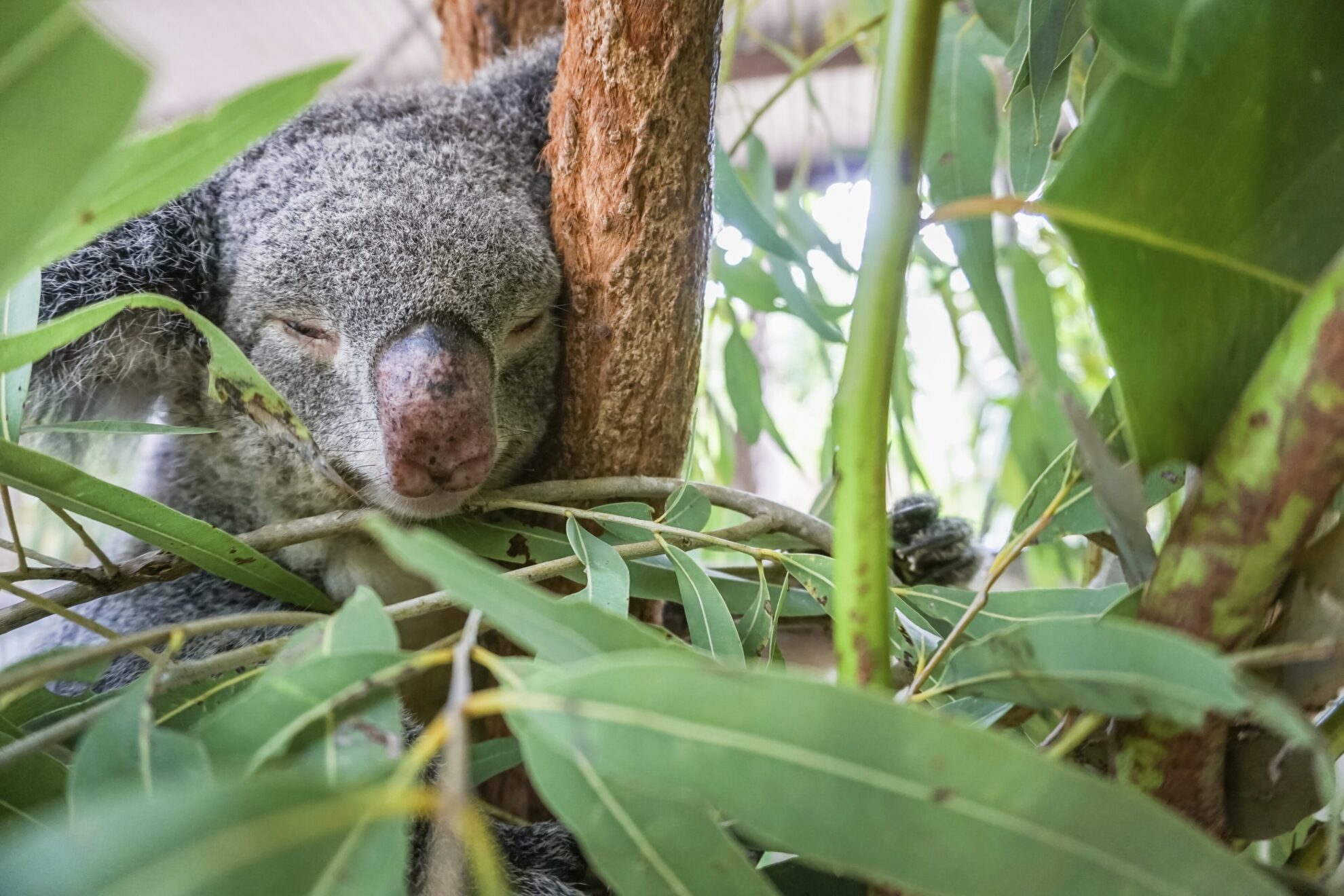 Townsville, Magnetic Island