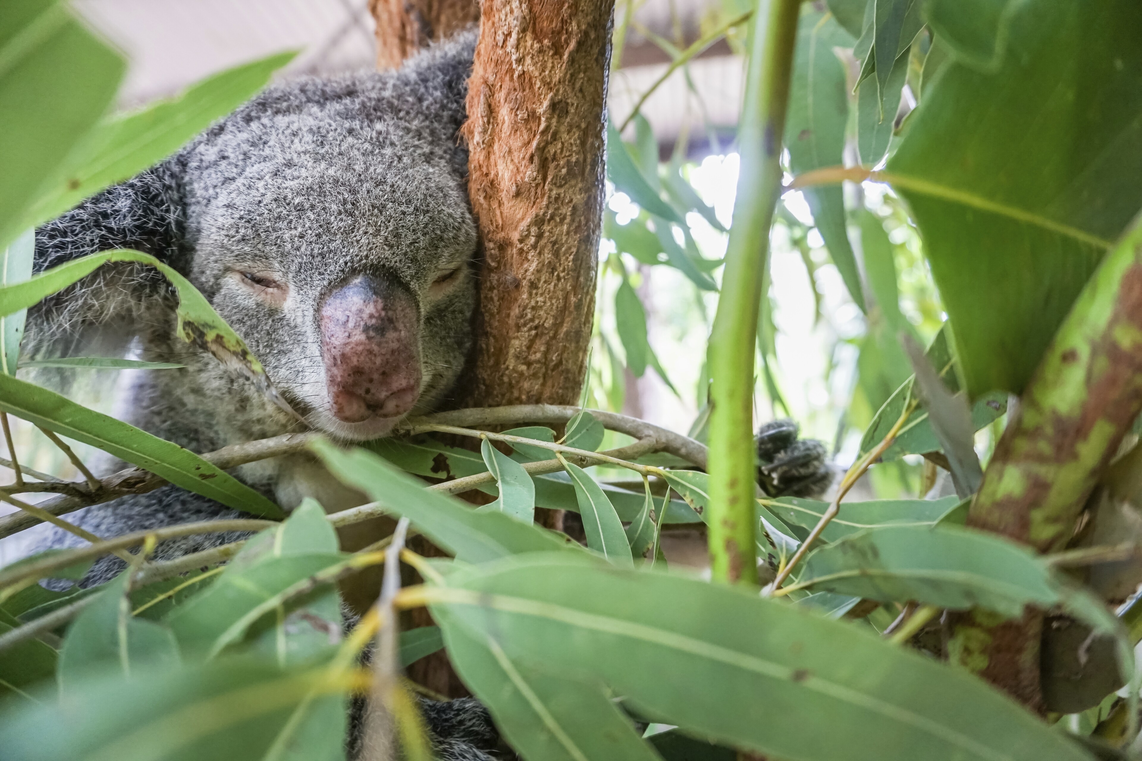 Townsville, Magnetic Island