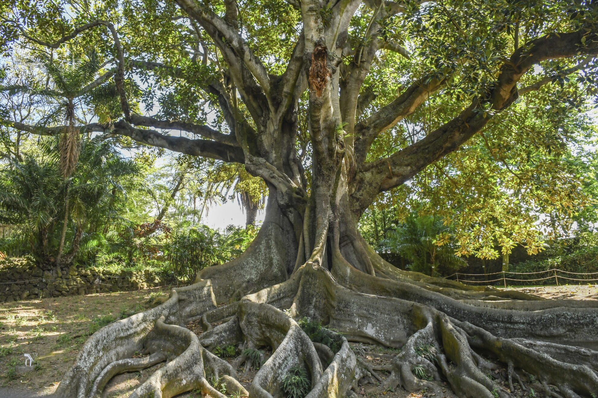 Sao Miguel, Ponta Delgada