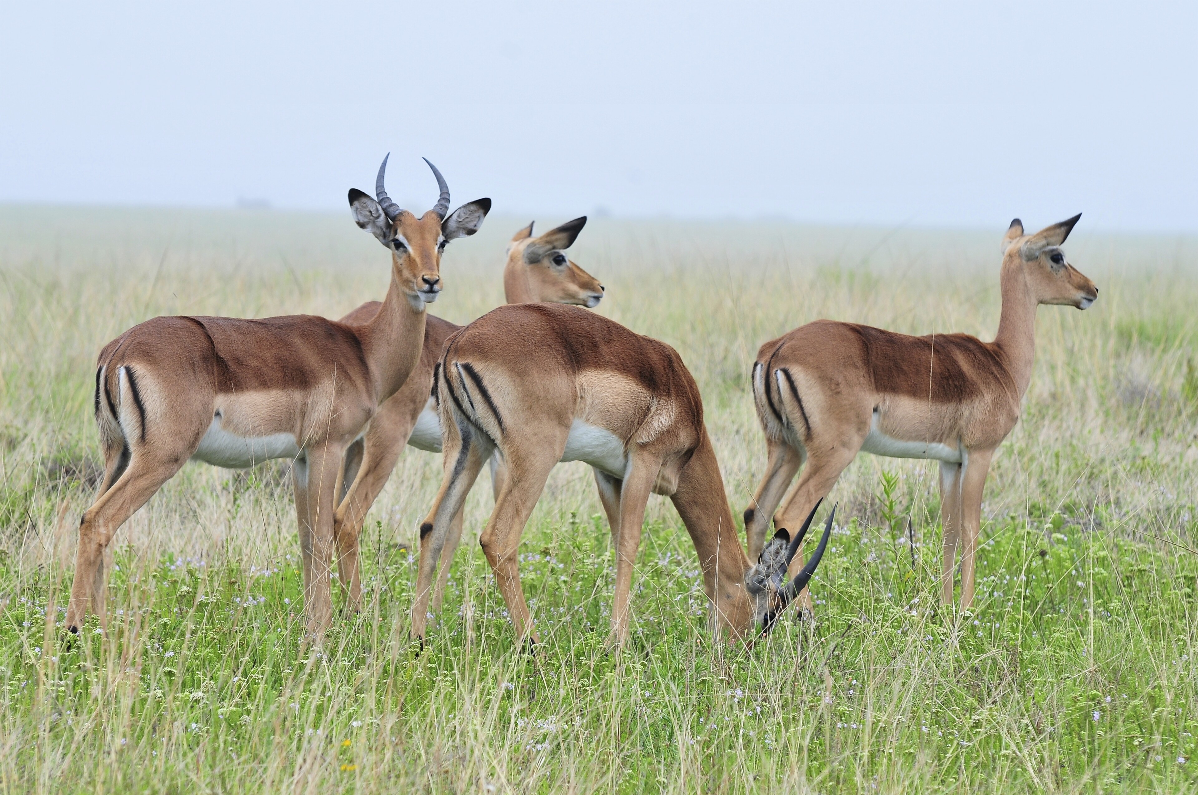 Antilopen im Mossel Bay Reservat, Südafrika
