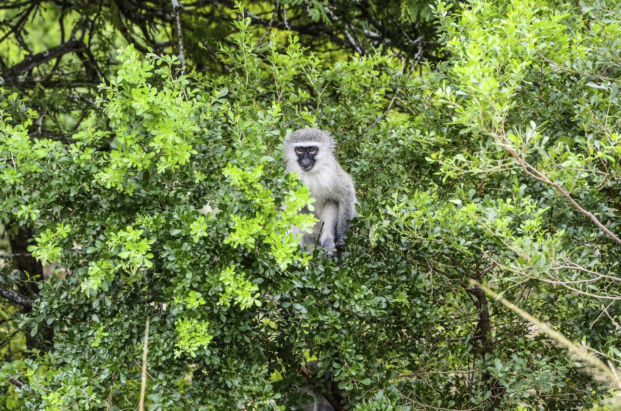Safari, Richards Bay