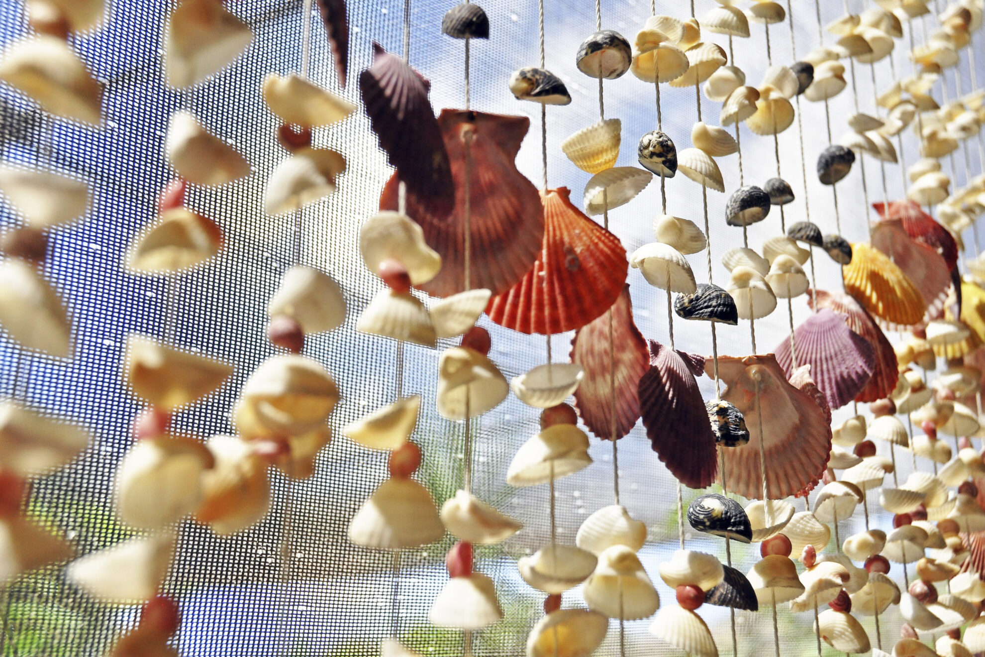 Muscheln aus dem karibischen Meer