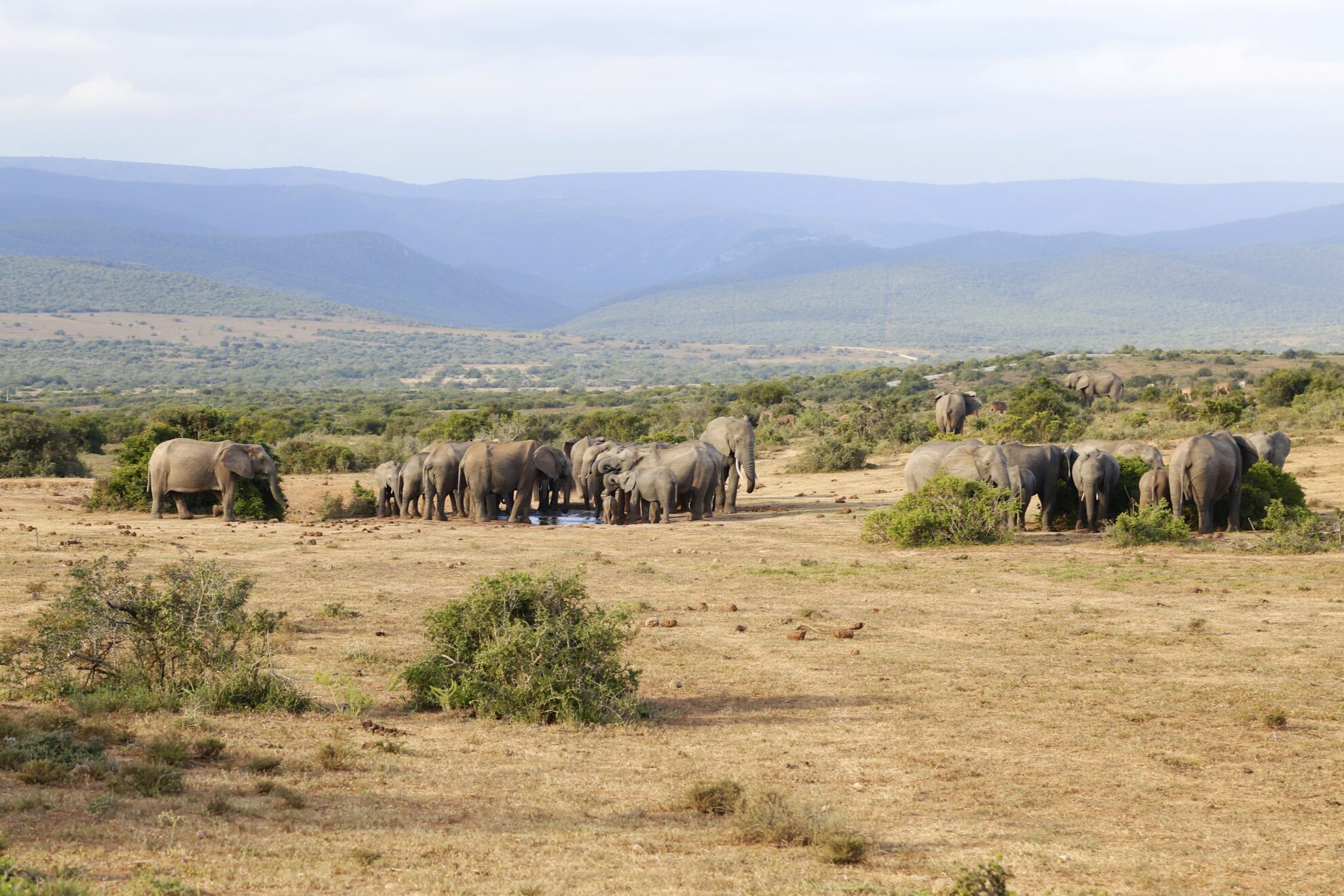 Elefanten in Port Elizabeth, Südafrika