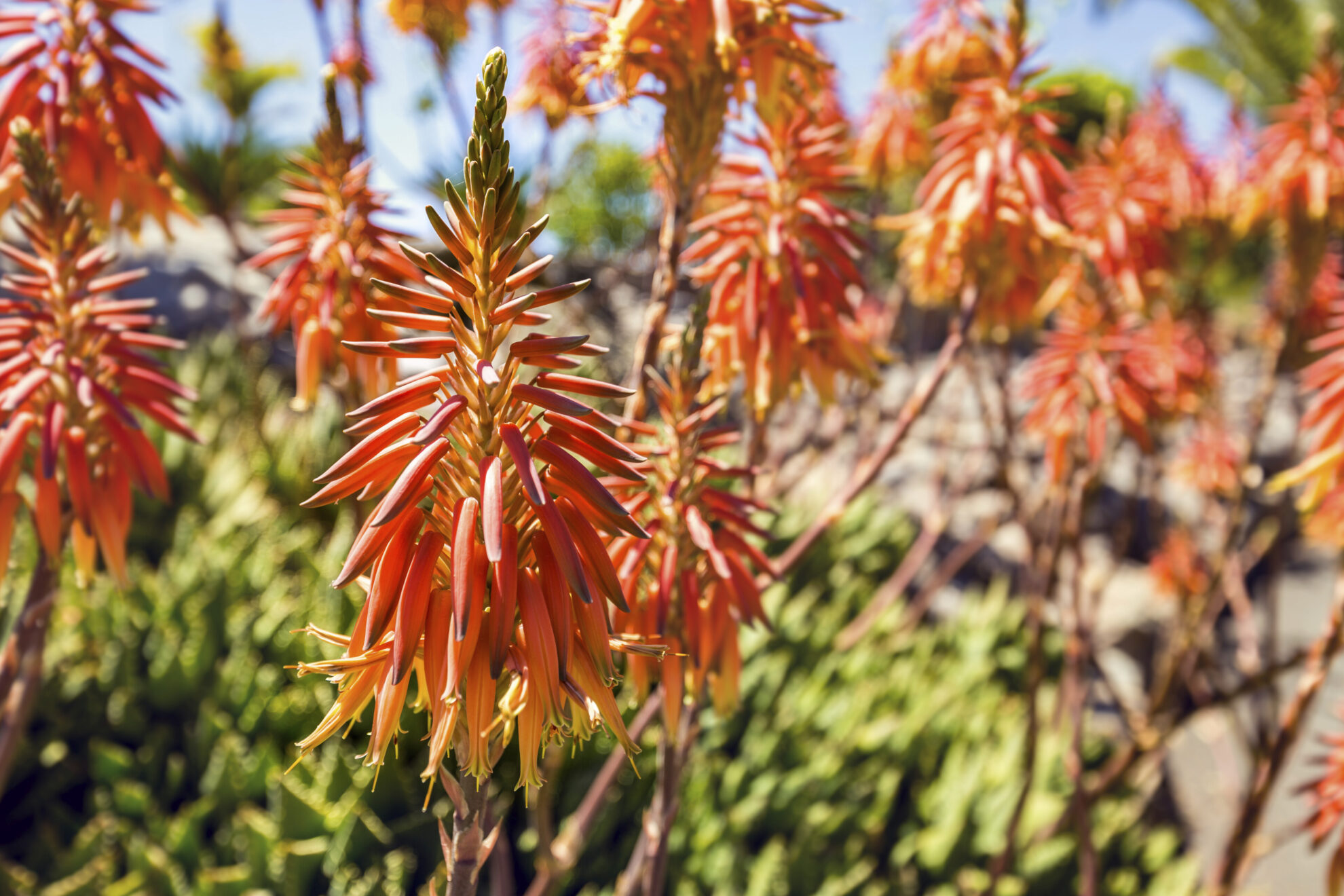 Gran Canaria, Gärten in Las Palmas