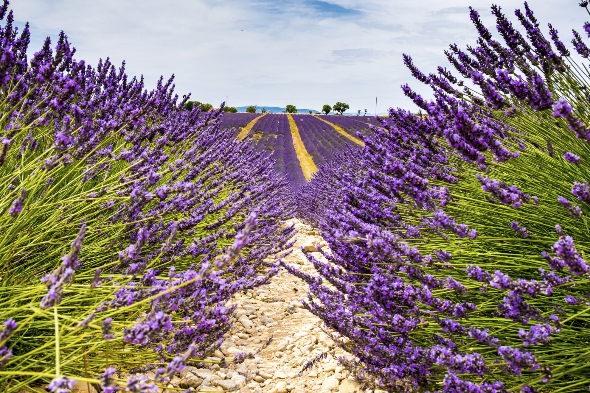Lavendelfeld in der Provence, Frankreich