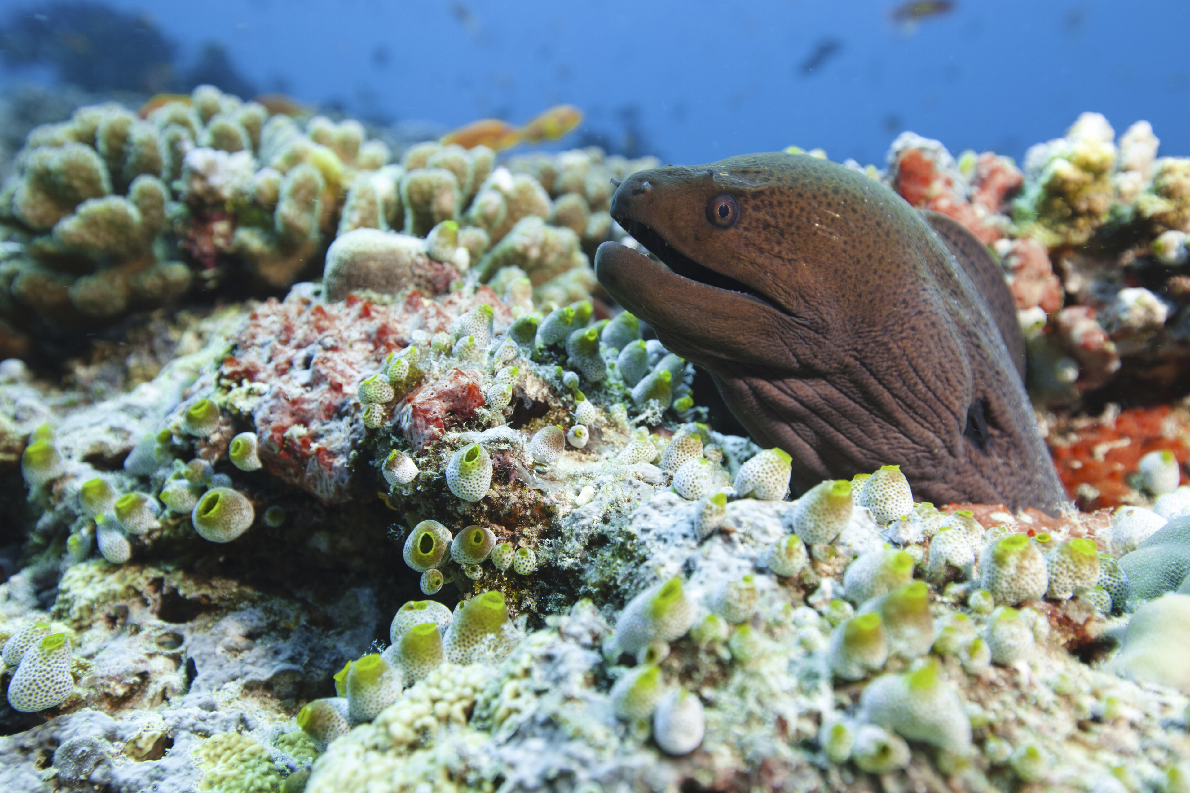Male, U-Boot Ausflug