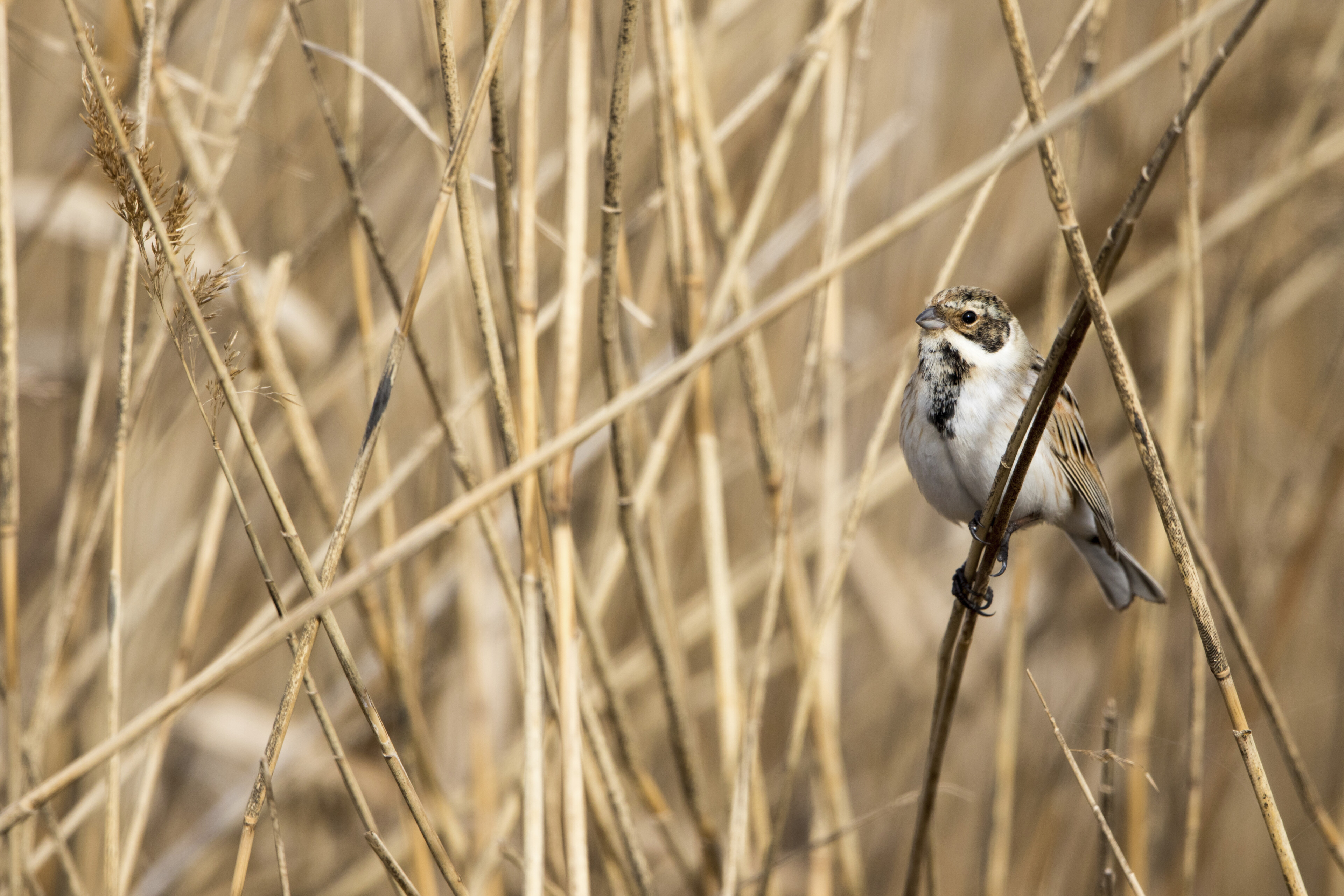 Vogel im Donaudelta