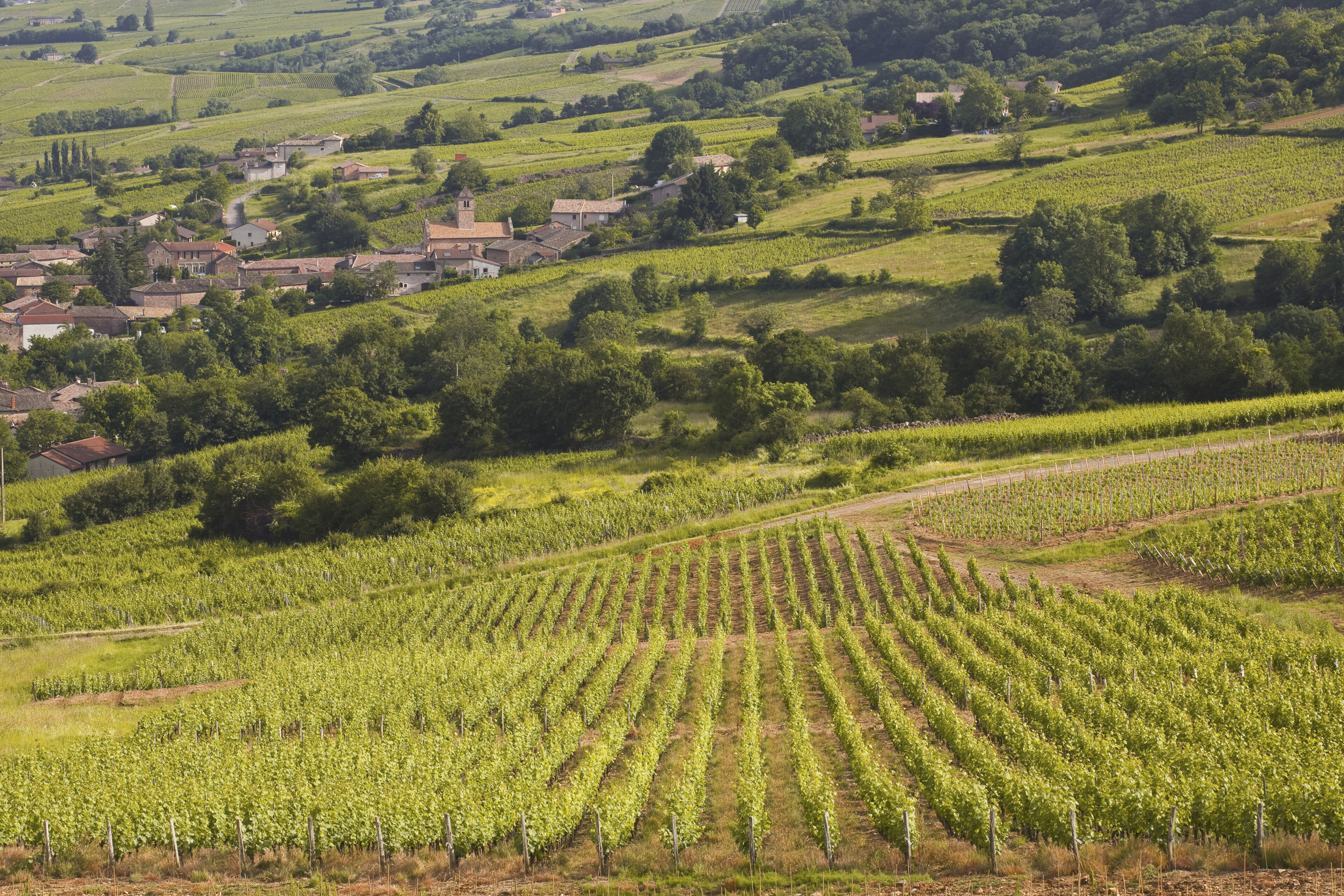 Weinberge in Chasselas, Frankreich
