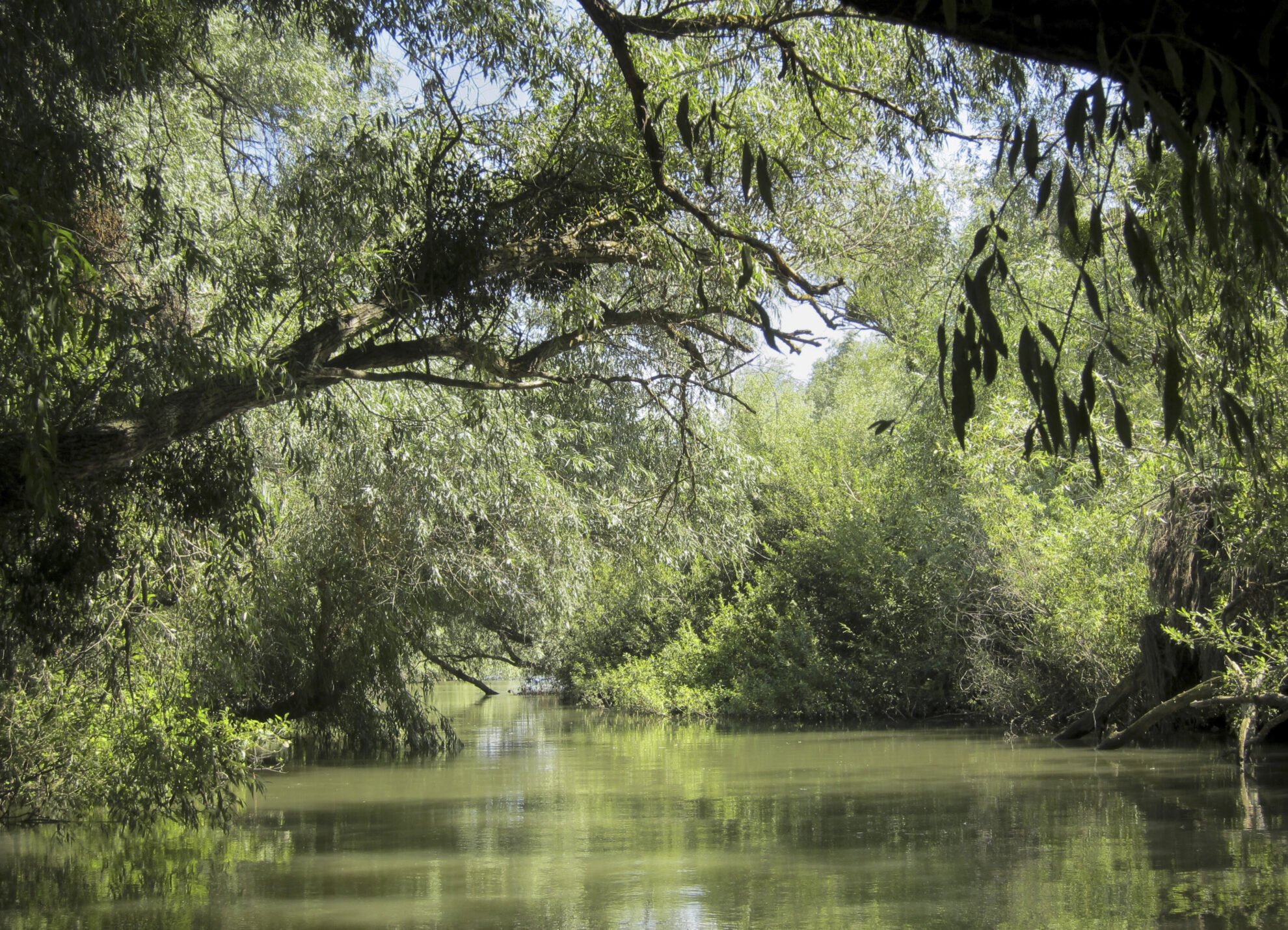 Donaudelta bei Tulcea, Rumänien