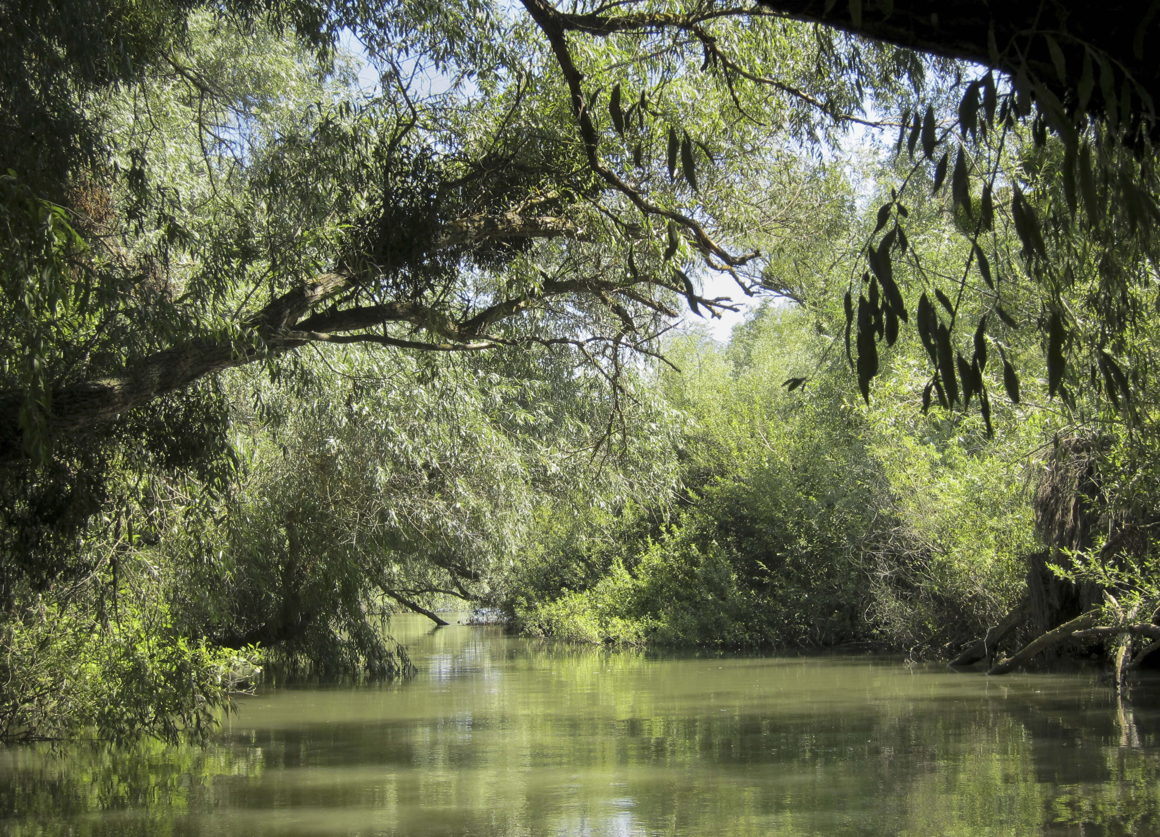 Donaudelta bei Tulcea, Rumänien