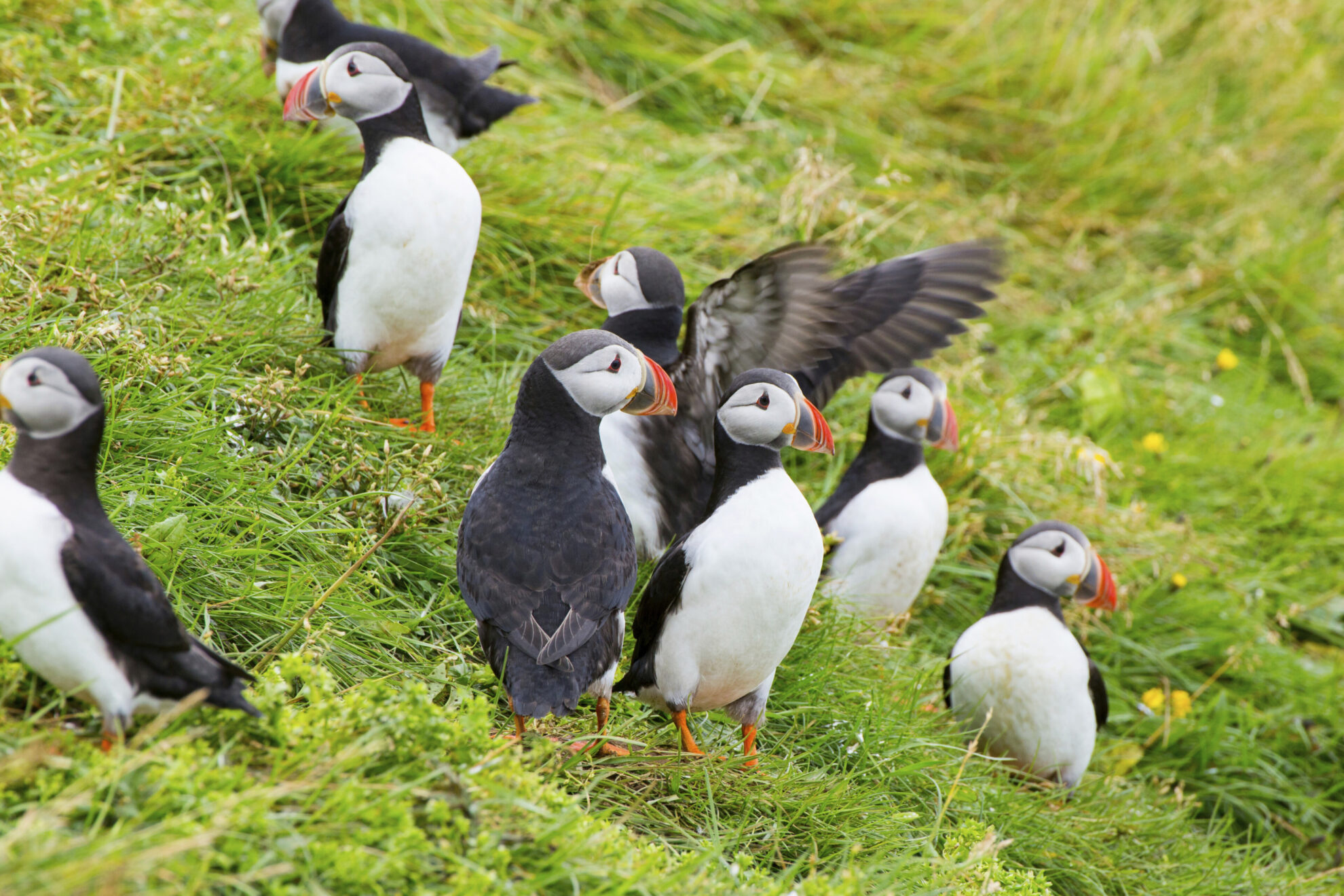 Papageientaucher, Island