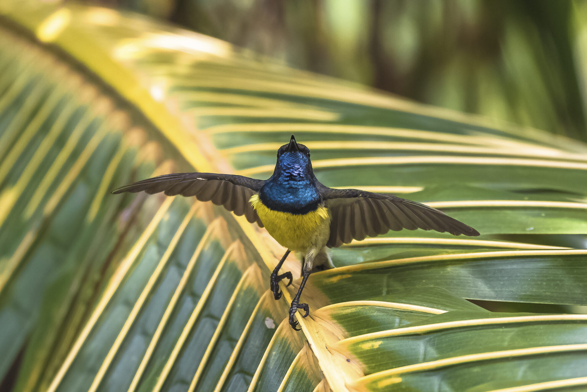 Sunbird, Sao Tome