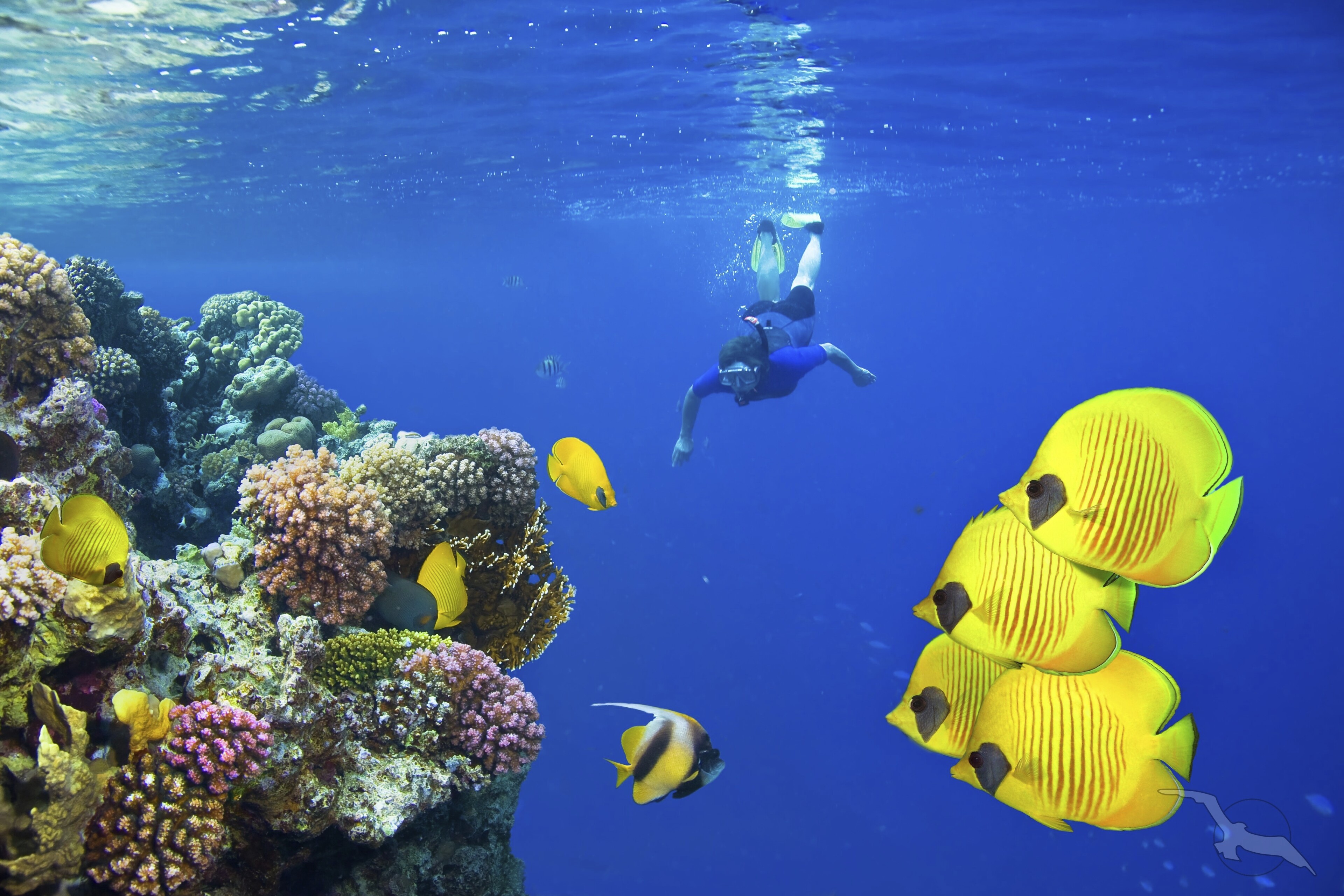 Korallenriff im roten Meer, Ägypten