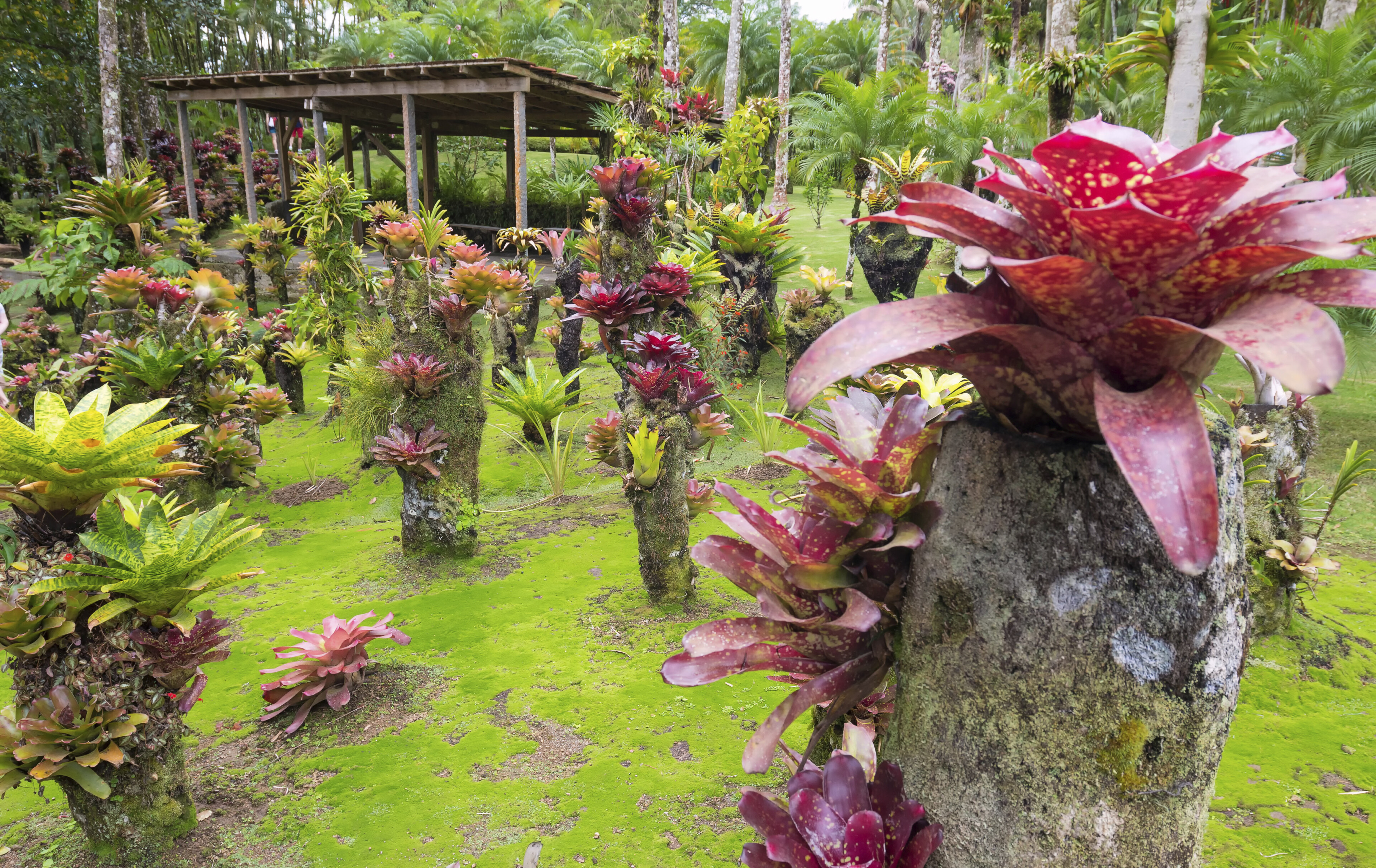 Fort de France, Botanischer Garten
