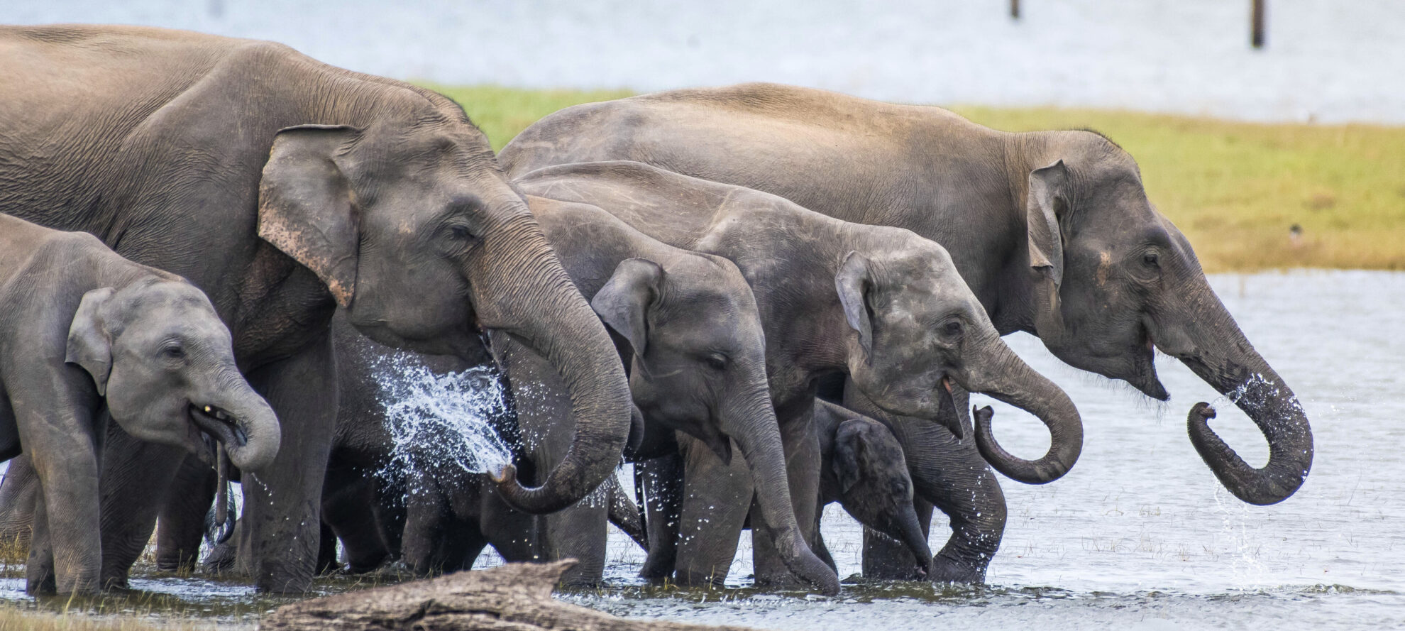 Kaudulla Nationalpark in Trincomalee, Sri Lanka