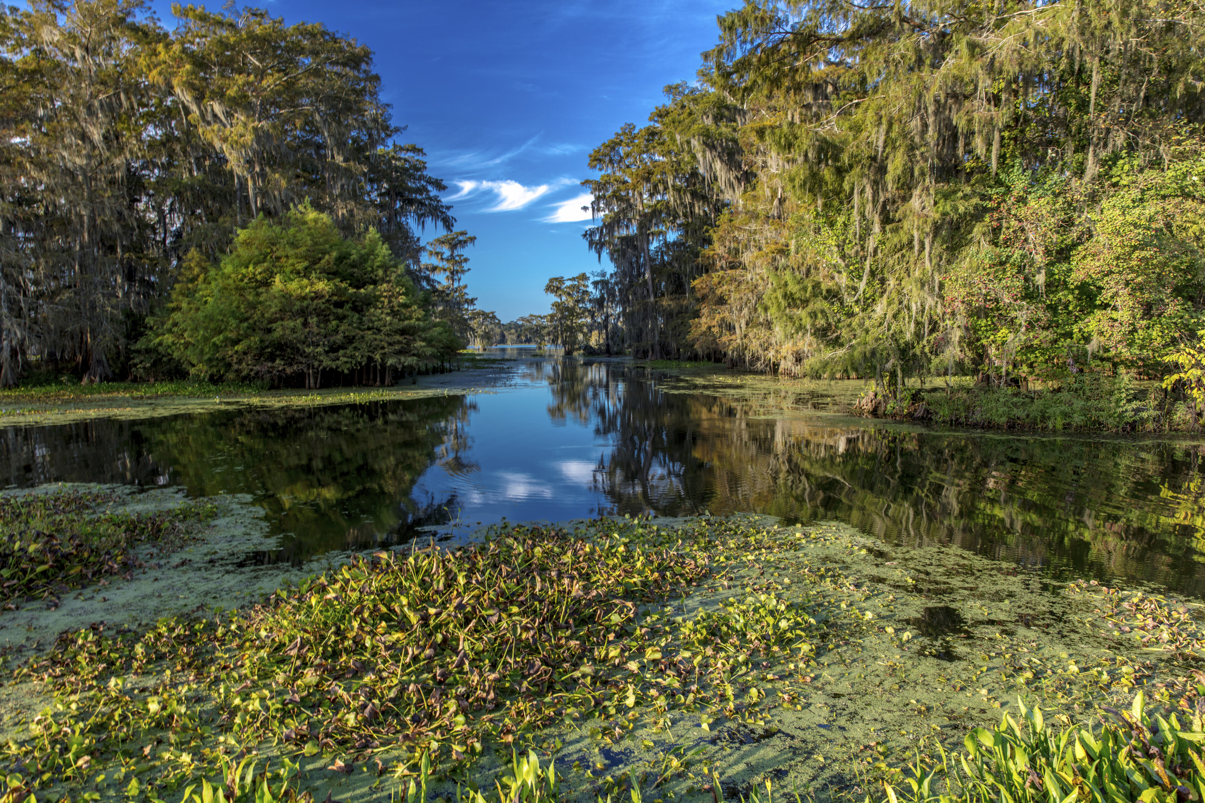 Mangroven in Louisiana, USA