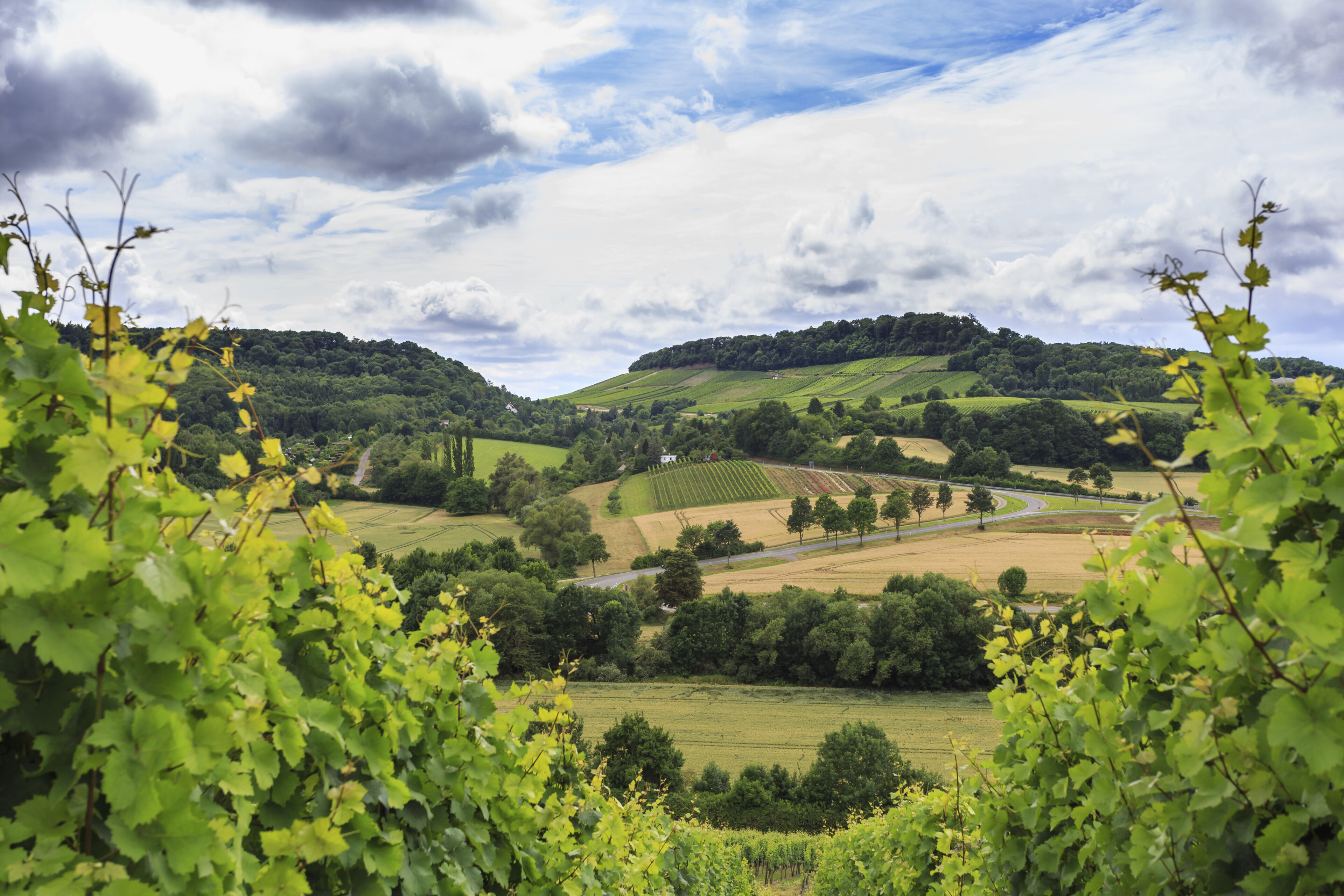 Weinberge in Heilbronn, Deutschland
