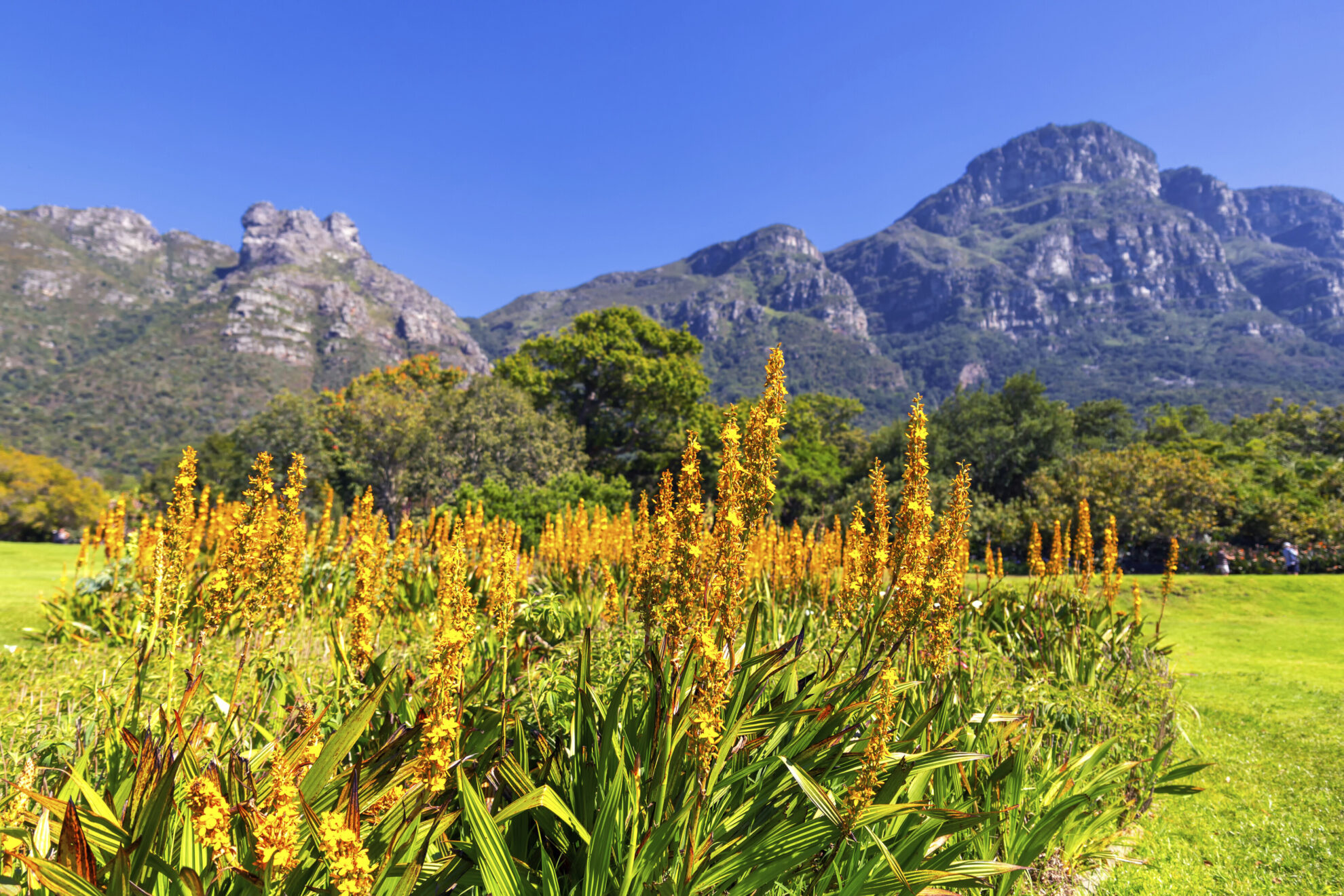 Botanischer Garten bei Kapstadt, Suedafrika