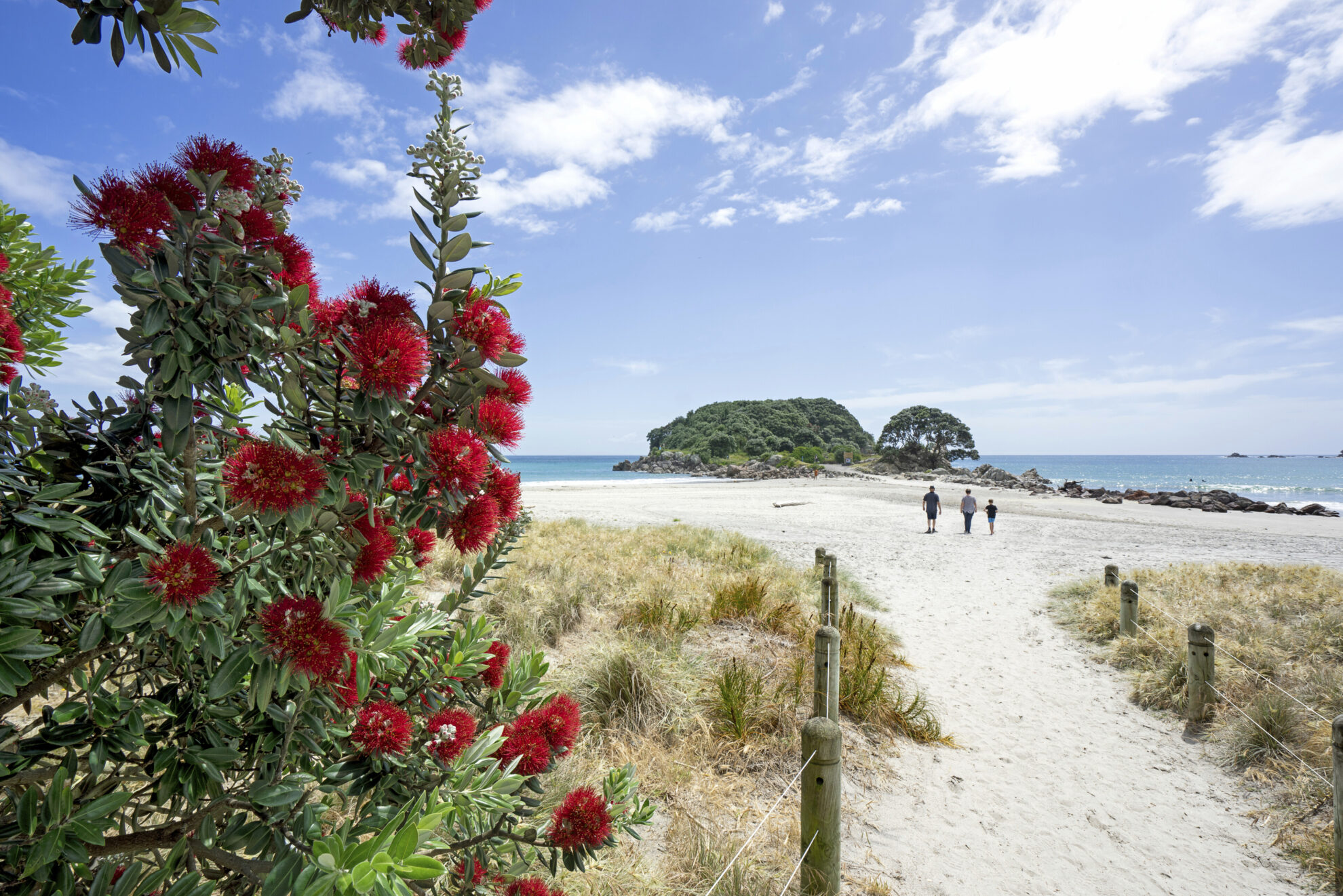 Eisenholzbaum am Strand in Mount Maunganui, Neuseeland
