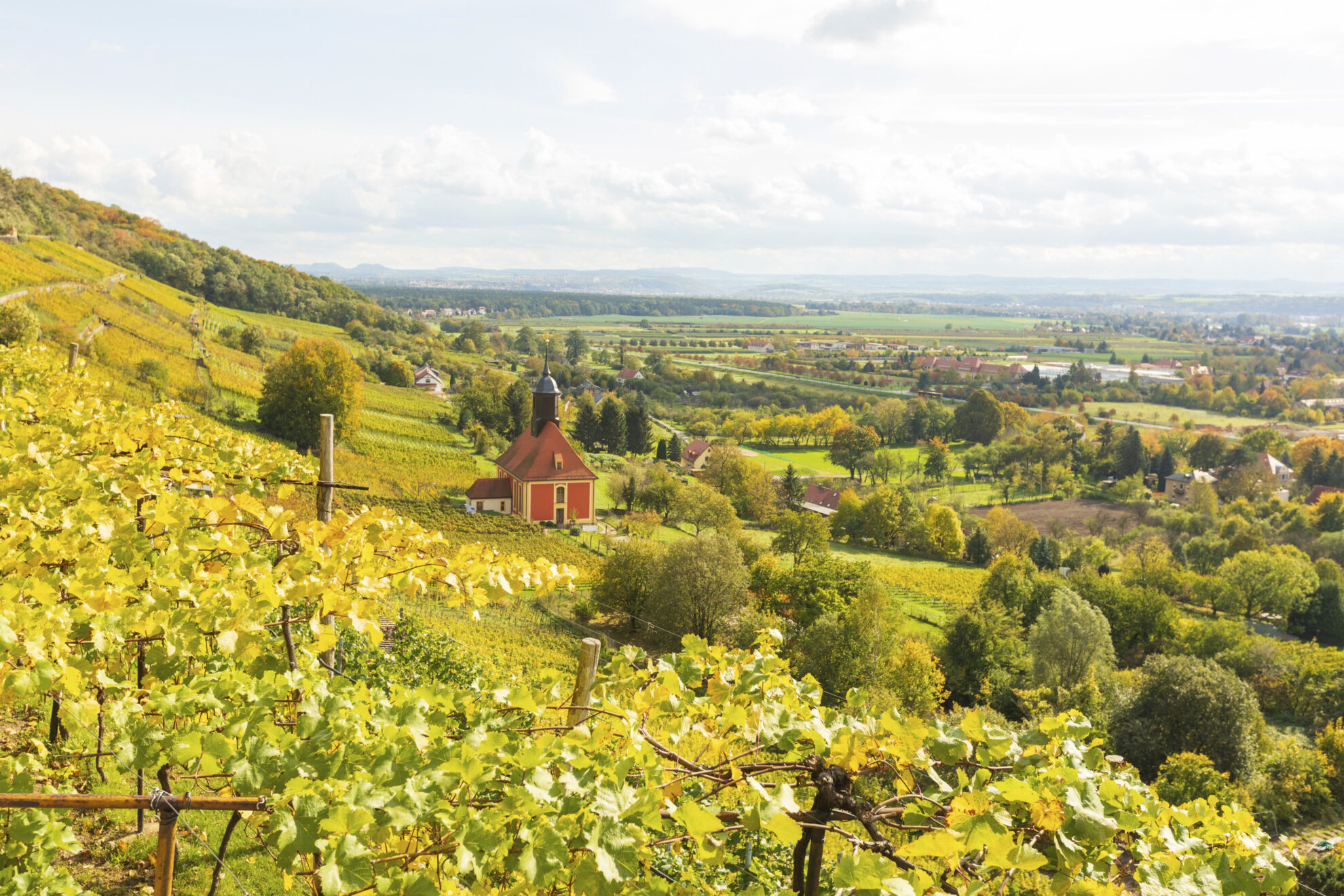 Weinberge in Pillnitz, Deutschland