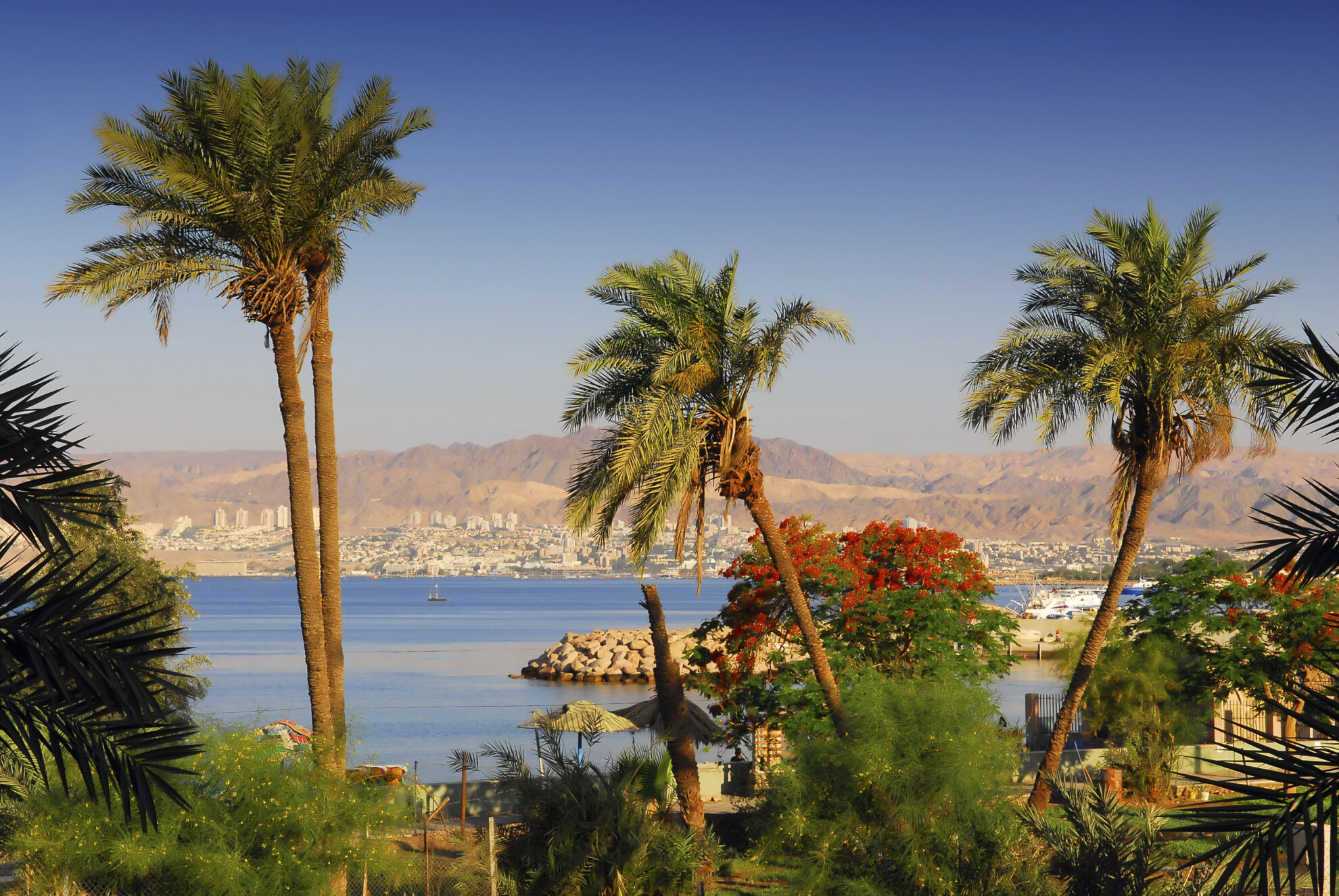 Palmen am Strand von Eilat, Israel