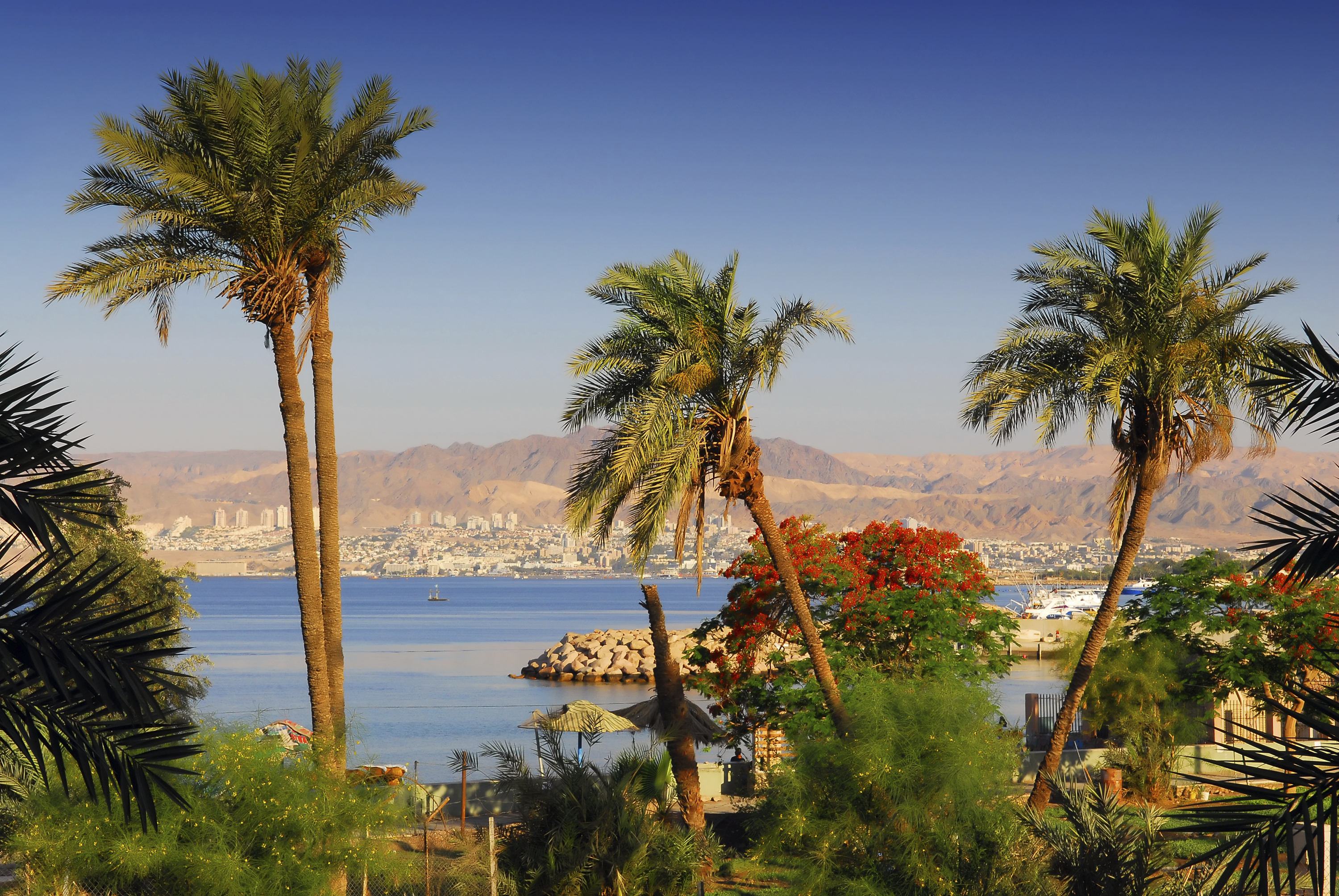 Palmen am Strand von Eilat, Israel