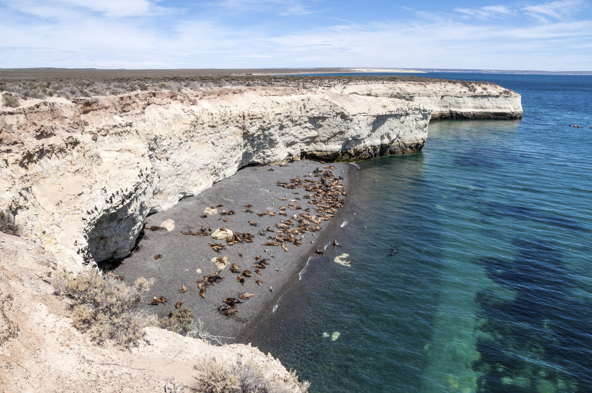 Seelöwen in der Bucht von Puerto Madryn, Argentinien