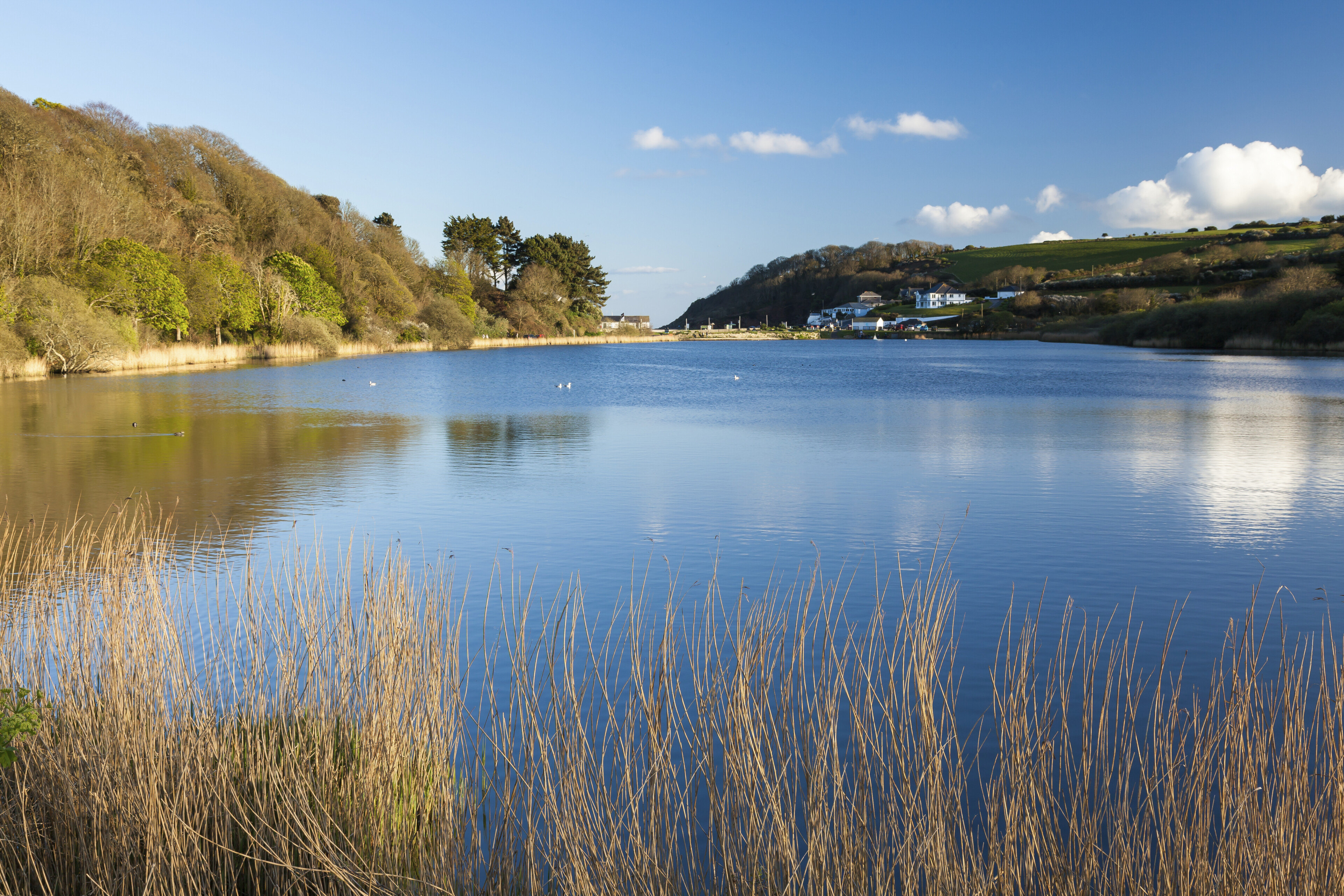 Swanpool Natur Reservat in Falmouth, England
